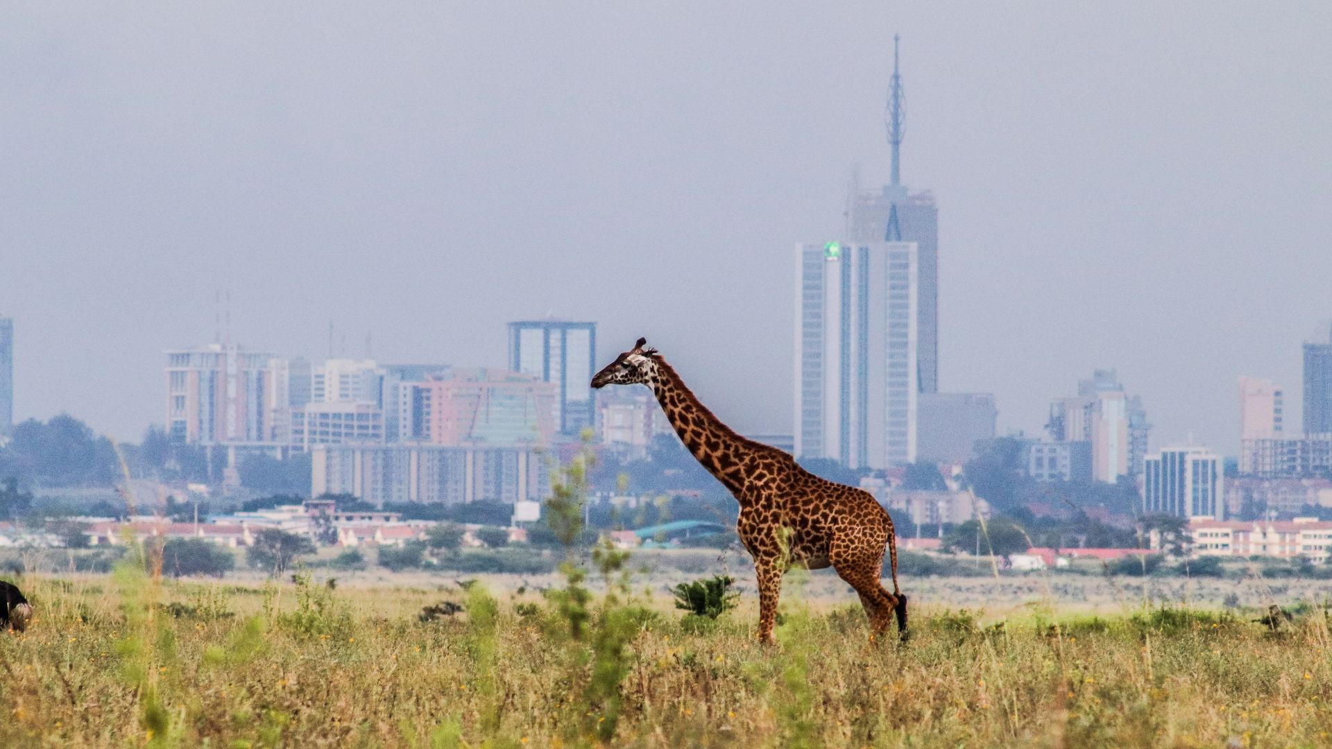 File:A giraffe with a beautiful background of Nairobi City Skyline.jpg