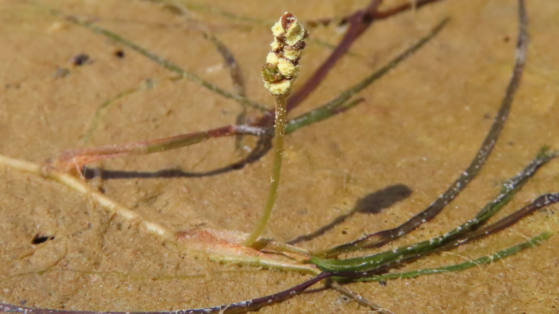 Spiral tasselweed flowering on dry mud.