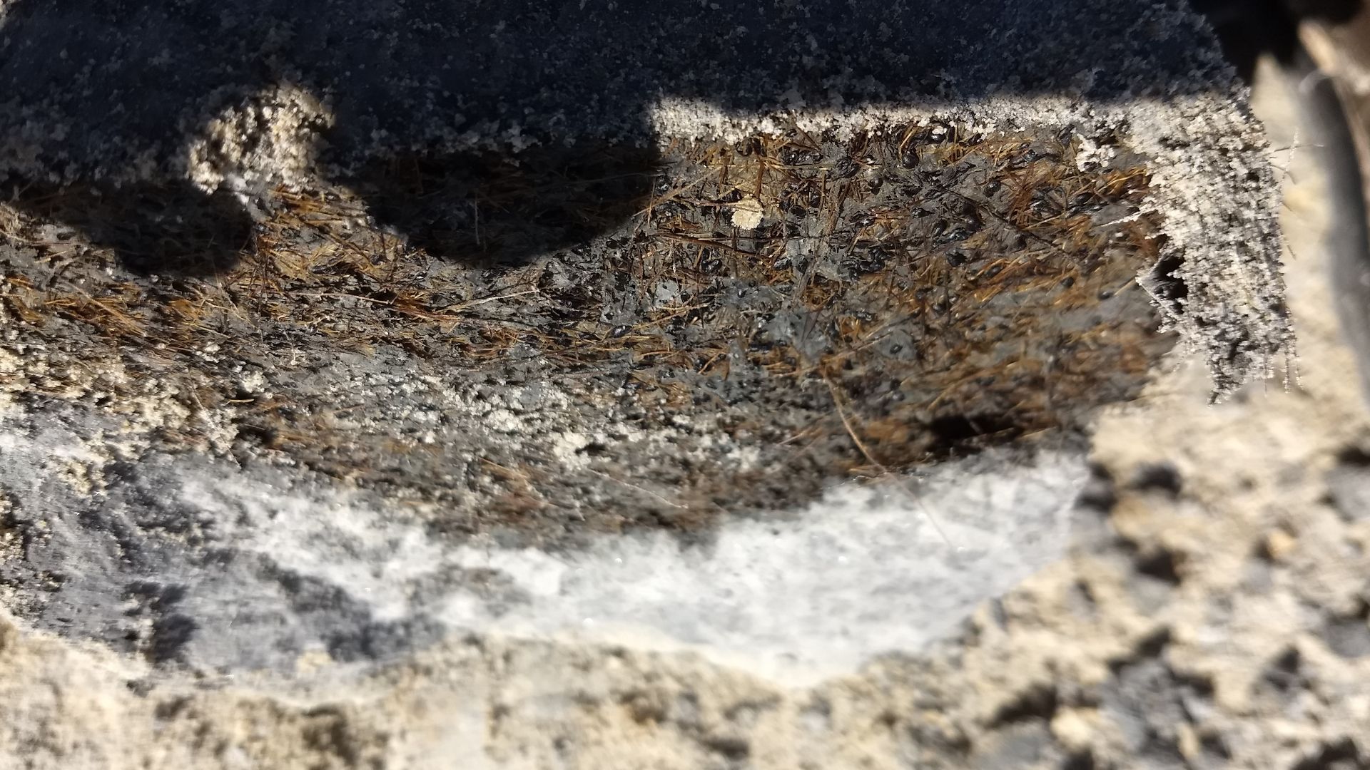 Close-up image of an ancient deposit of seeds from the plant Ruppia cirrhosa.
These seeds are from the ancient plant known as spiral ditchgrass (Ruppia cirrhosa). These were used in carbon dating the human footprints discovered in WHSA that were estimated to be 21,000-23,000 years old.
Keywords: Seed; Radiocarbon; Fossil; Dating
