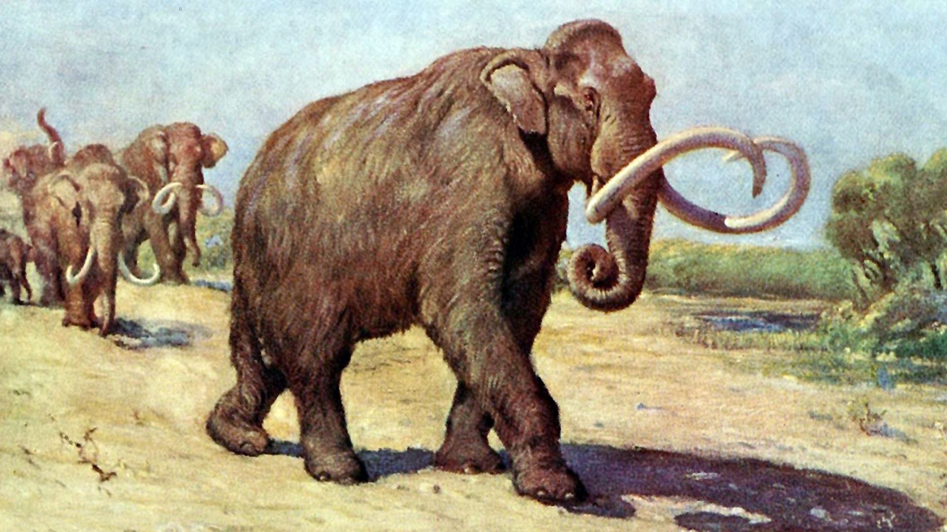 Columbian mammoth, based on the AMNH specimen (formerly M. jeffersonii).