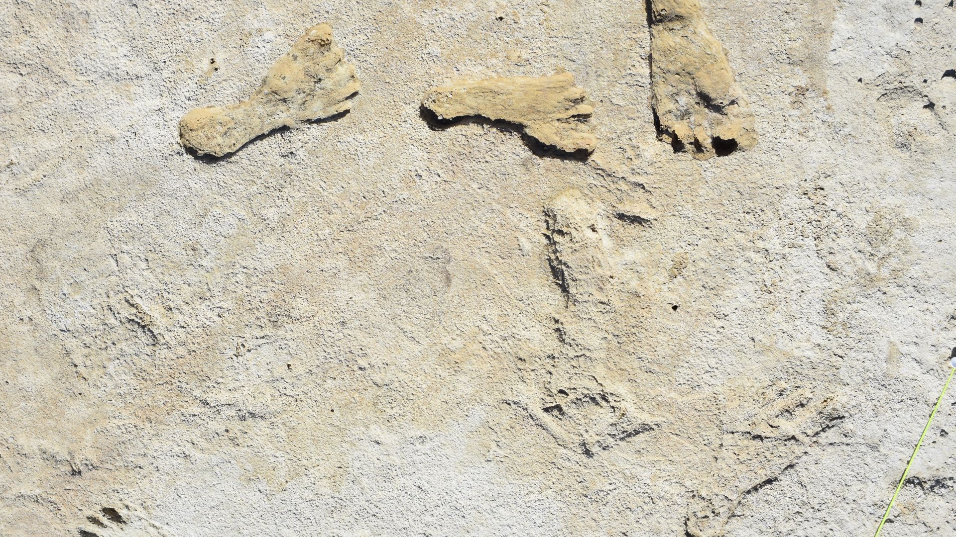 Seven human footprints preserved in Ice Age gypsum cement.
Ice Age footprints from adolescemt female estimated to 23,000-21,000 years ago. During this time warming and drying events caused Lake Otero to significantly drop in water level, allowing for the footprints to be made in the drying gypsum mud.
Keywords: Ice Age; Human; Footprint; Fossil; Gypsum