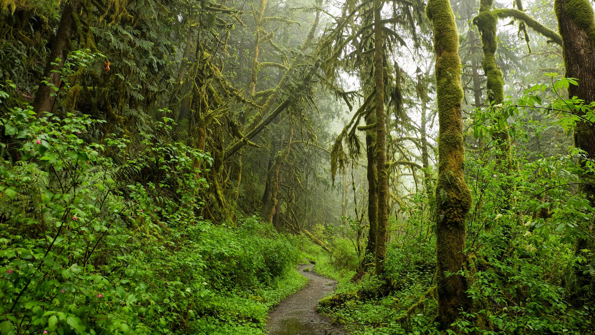 view of forest during daytime