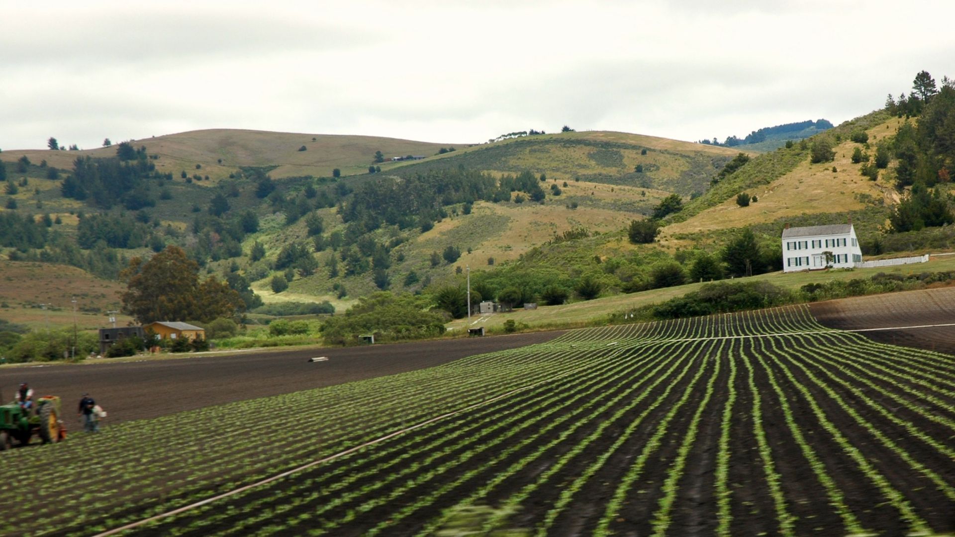 Working the long fields near the white house, farming, hills, California farm, beautiful earthy California, USA