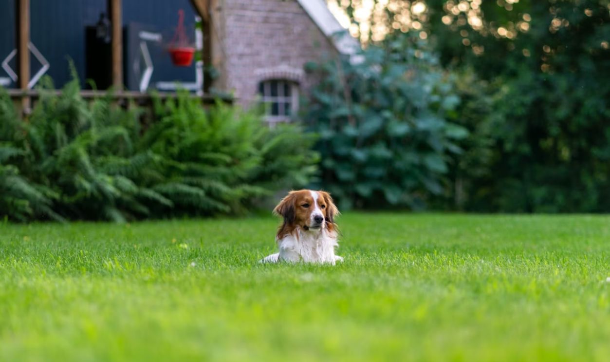 Dog in front yard house