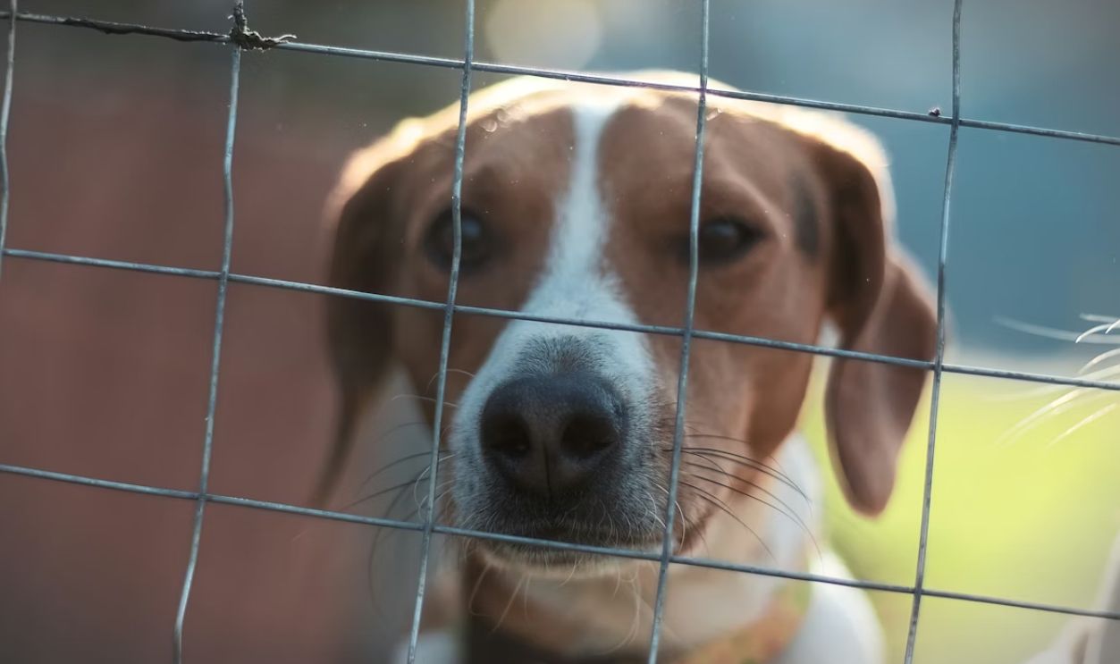 dog fenced backyard suburban house