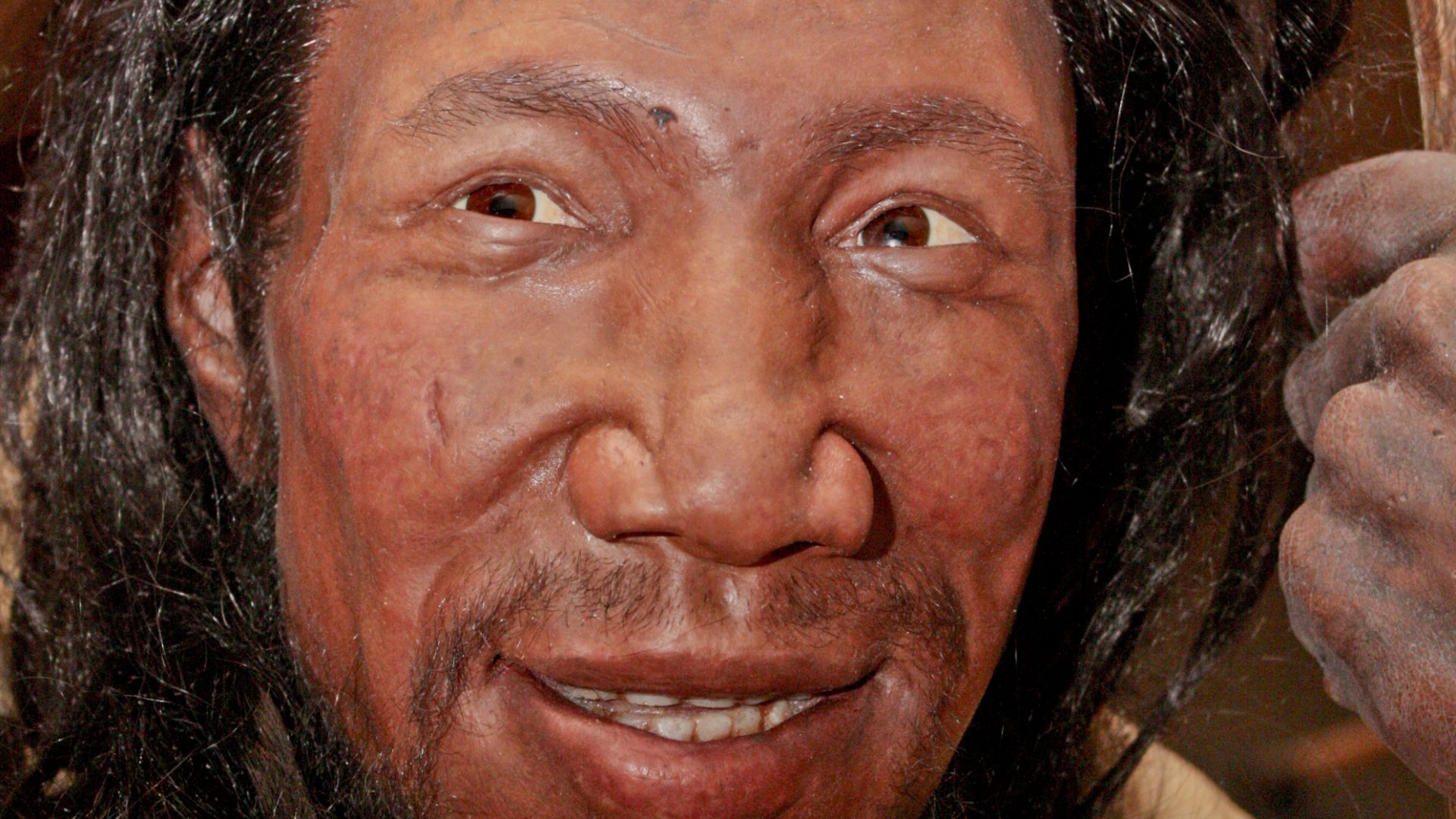 Reconstruction of an early (between 37,000 and 42,000 years old) European Homo sapiens based on bones found in the cave Peştera cu Oase (Romania). Exhibited in the Neanderthal Museum in Mettmann, Germany.