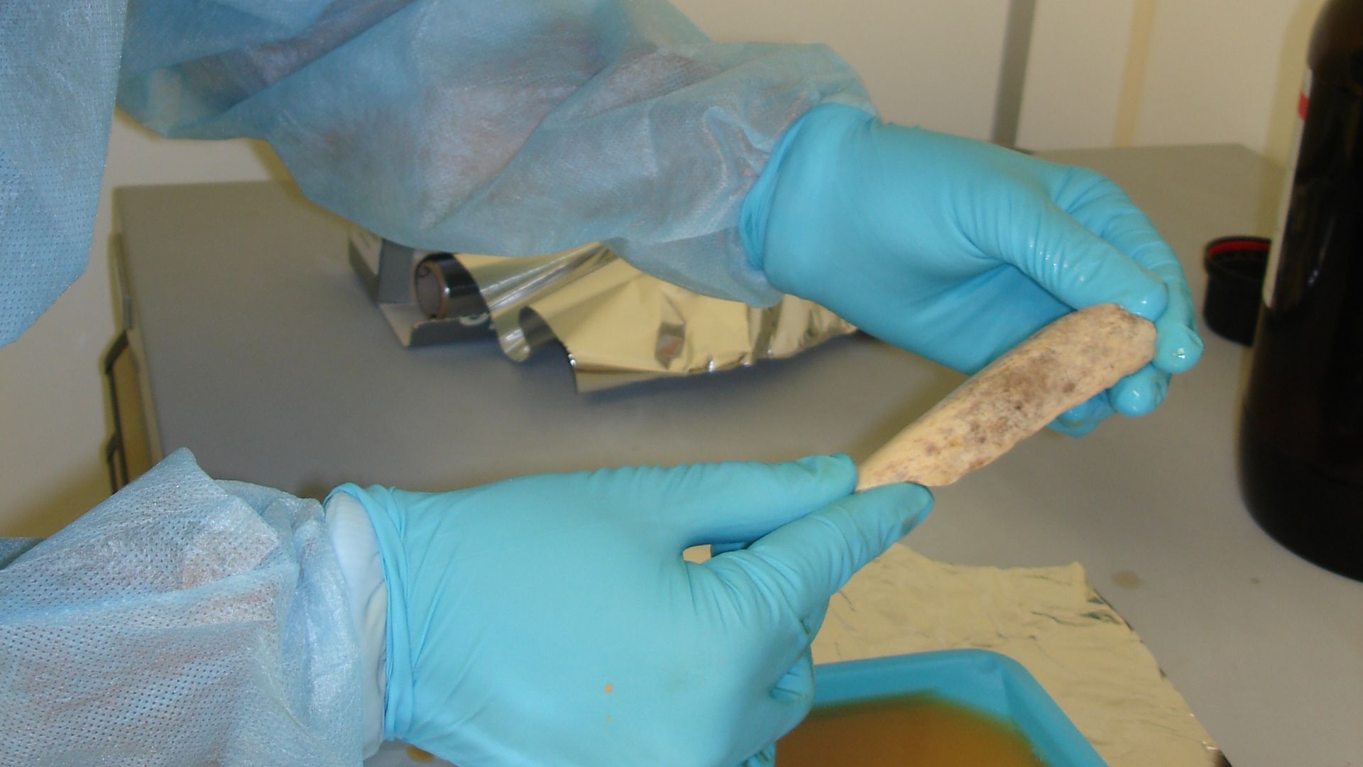 Working in a clean room, researchers at the Max Planck Institute for Evolutionary Anthropology in Leipzig, Germany, took extensive precautions to avoid contaminating Neanderthal DNA samples - extracted from bones like this one - with DNA from any other source, including modern humans. NHGRI researchers are part of the international team that sequenced the genome of the Neanderthal, Homo neanderthalensis.
These images are freely available and may be used without special permission.
