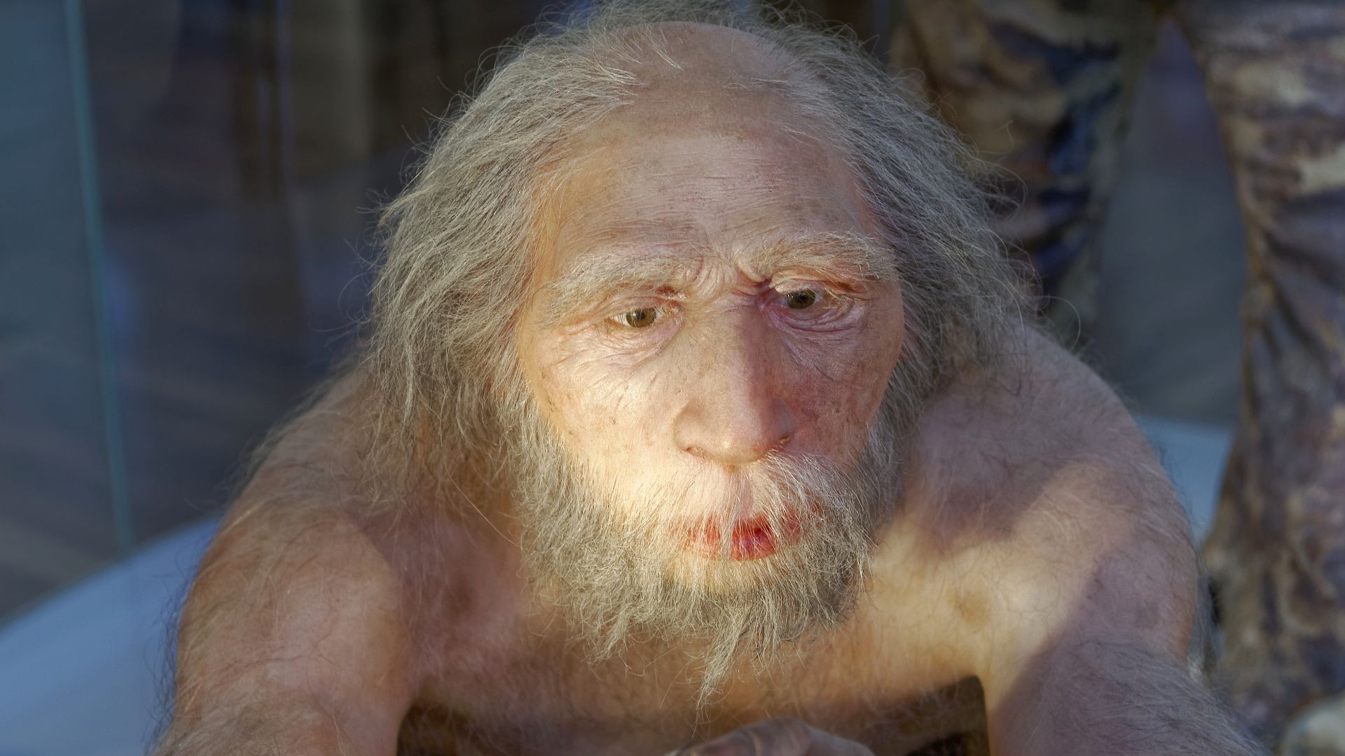 Model of Homo neanderthalensis elder man in The Natural History Museum, Vienna