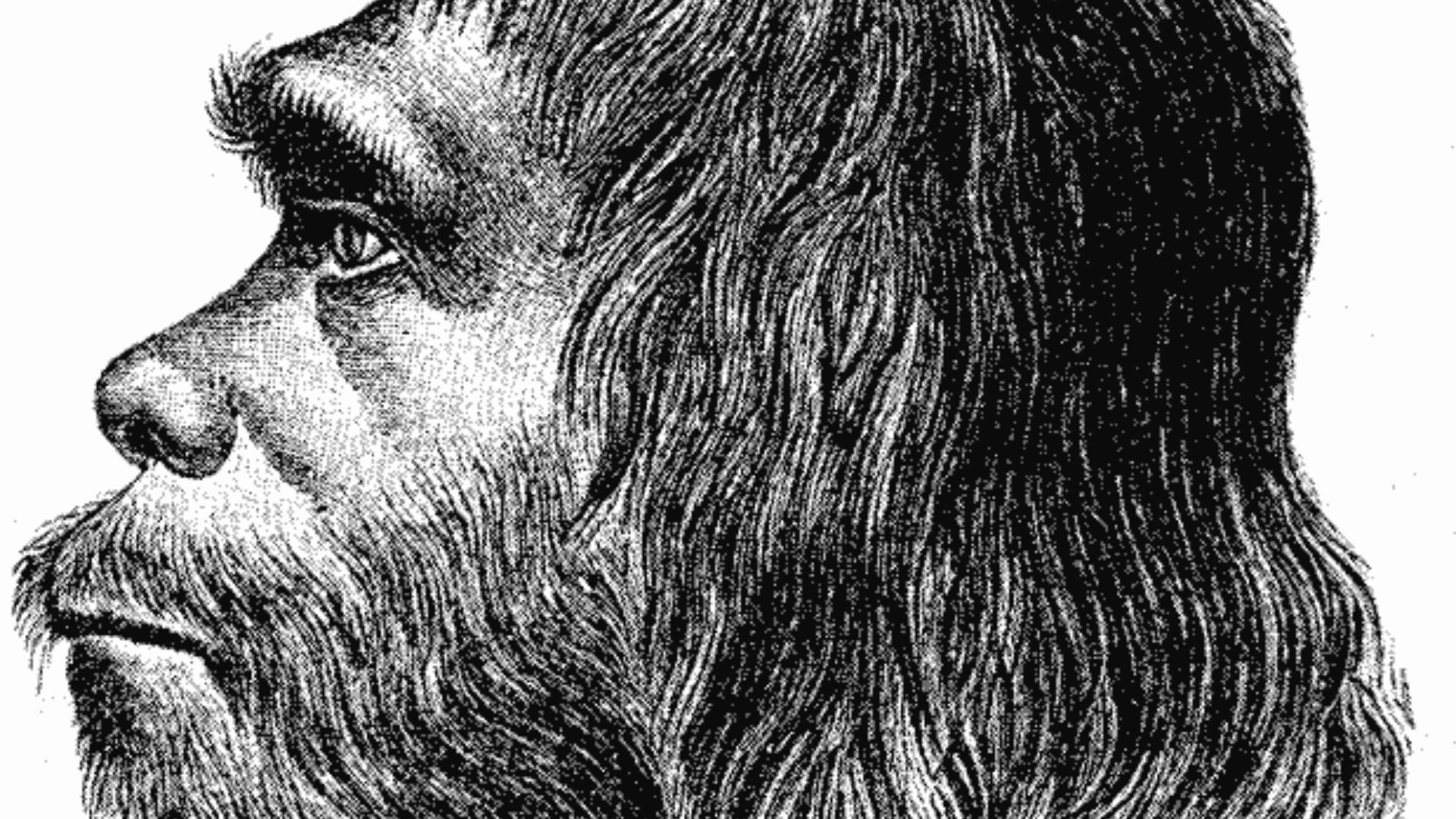 First reconstruction of Neanderthal man