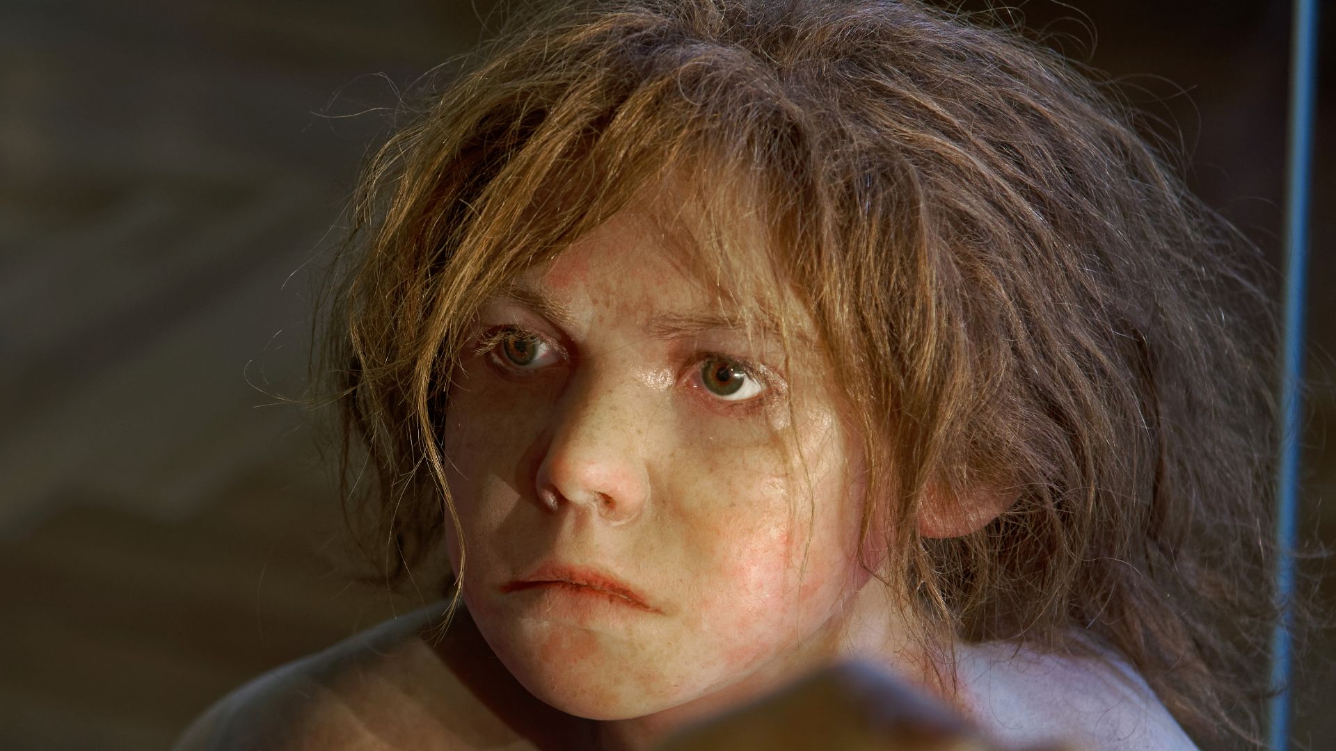 Model of Homo neanderthalensis child in The Natural History Museum, Vienna