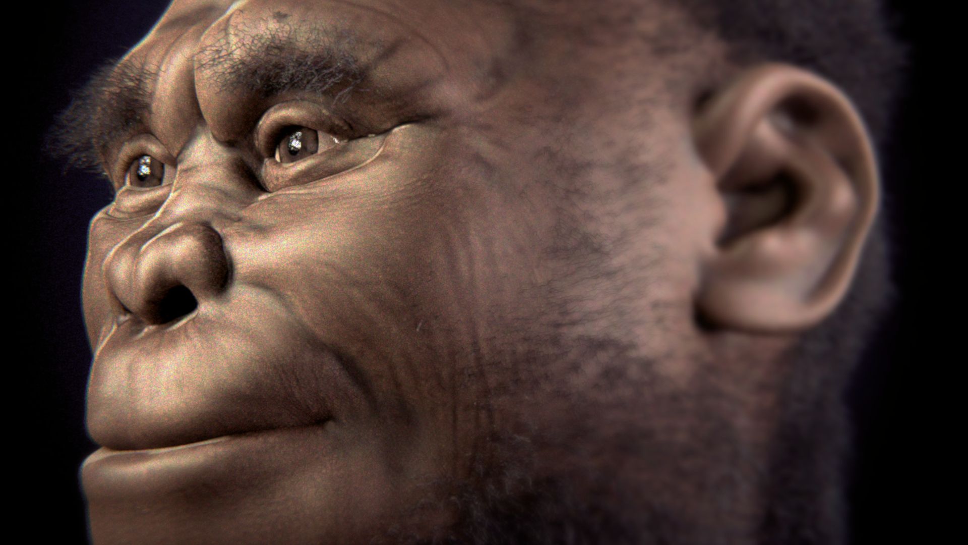 This image regards the second version (2.0) of Archaeological Forensic Facial Reconstruction of the individual LB1 of the species Homo floresiensis. It has been released for the open source exhibition