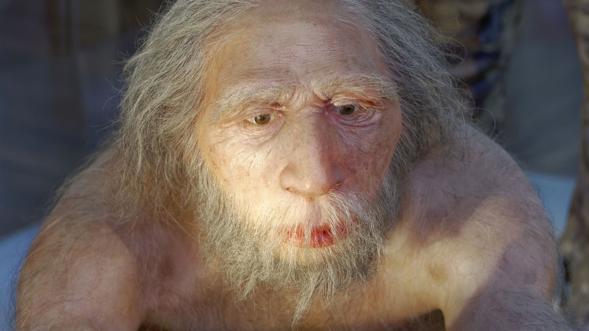 Model of Homo neanderthalensis elder man in The Natural History Museum, Vienna
