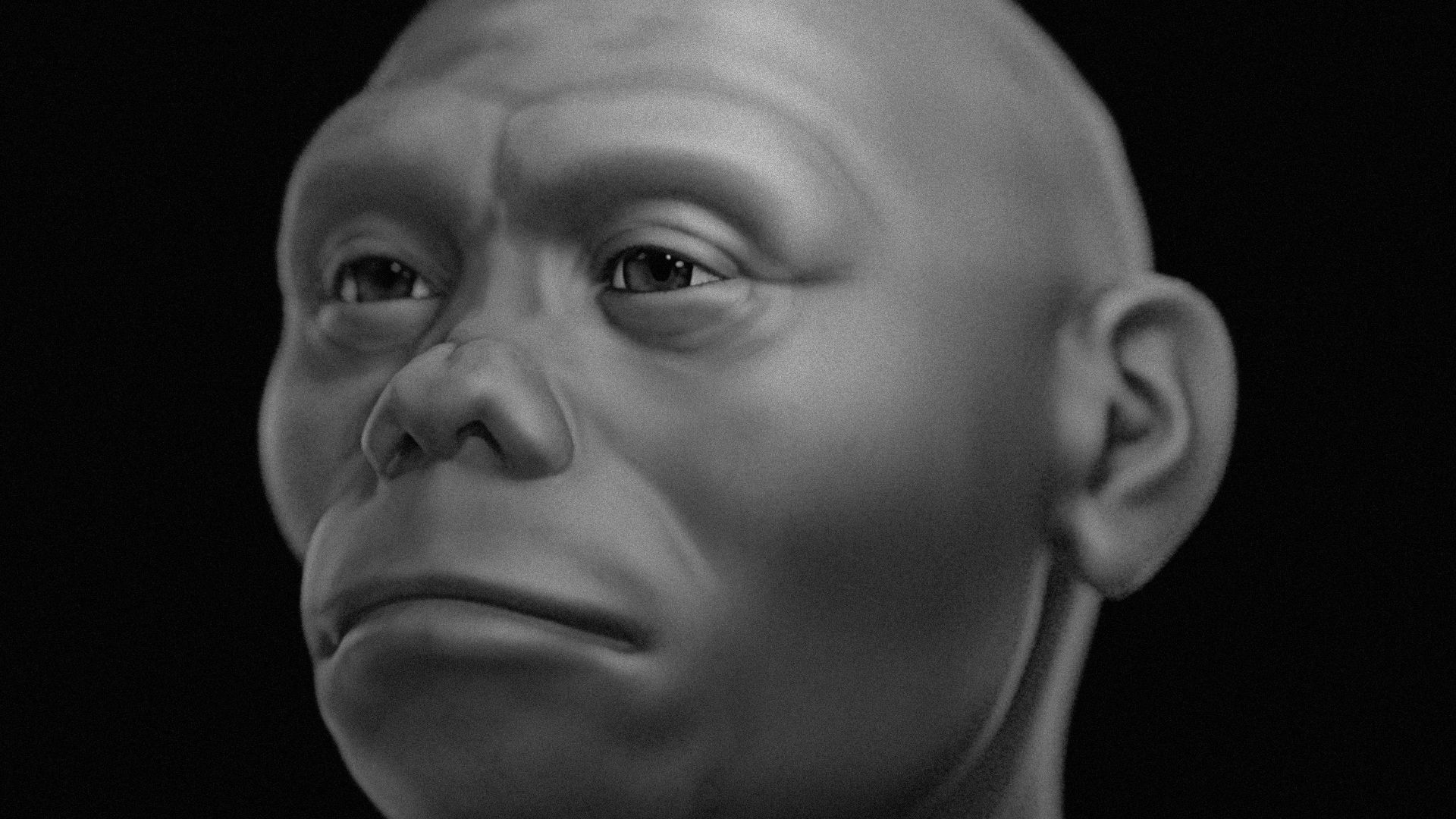 Homo floresiensis -  aproximação facial 3D digital.