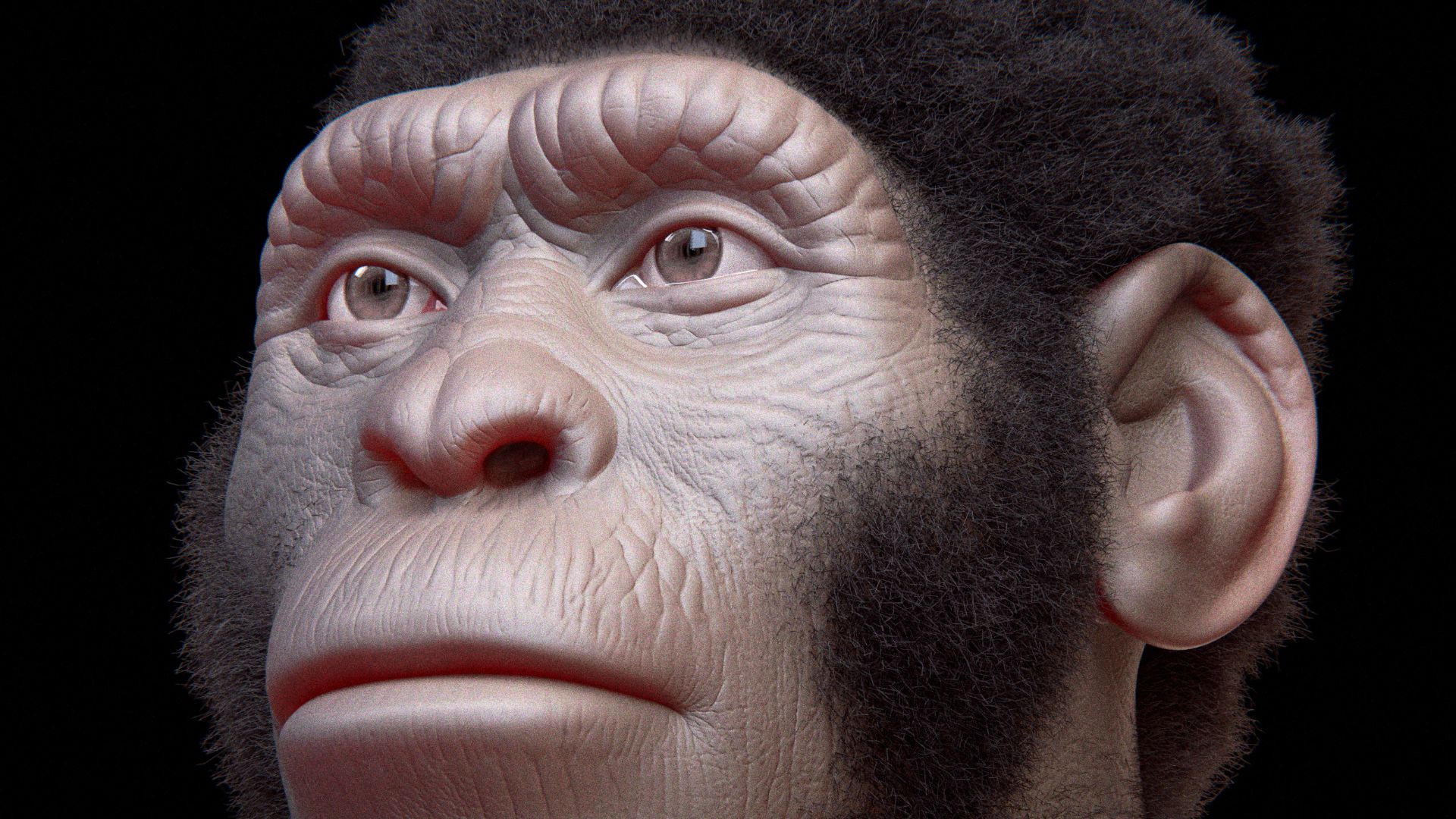 The Homo naledi facial reconstruction, performed with the coherent anatomical deformation technique