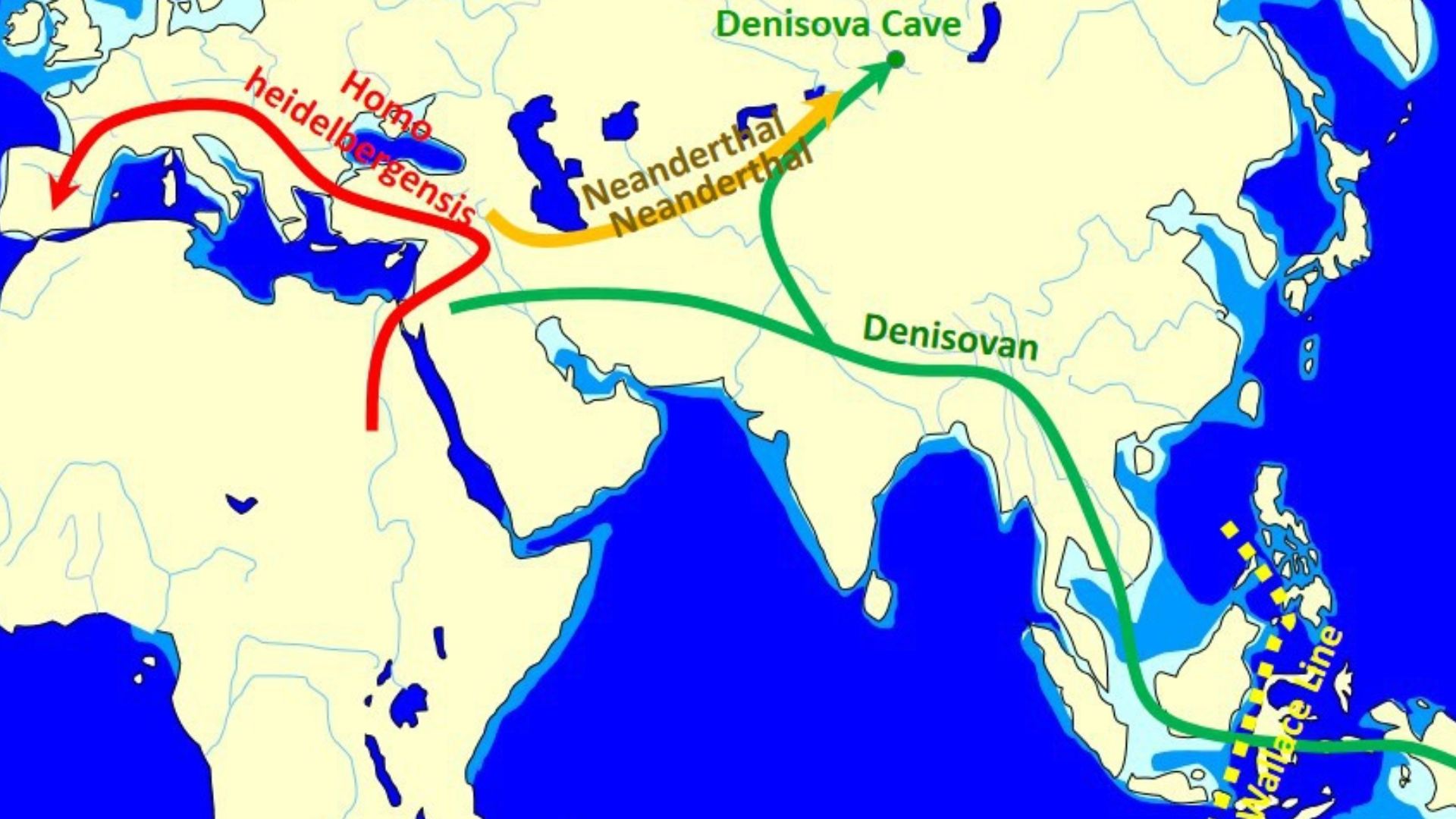 The spread and evolution of Denisovans on the basis of evidence 2014