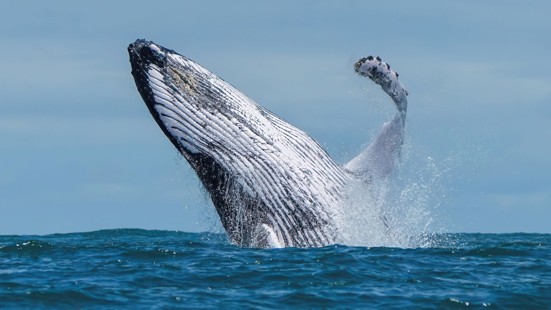 Humpback whale breaching in Ballena Marine National Park, Costa Rica. The reasons why whales practice breaching are still unknown today. Some hypotheses among others are that breaching is done in order to either communicate, court, assert dominance, warn of danger, remove parasites from the skin or play.