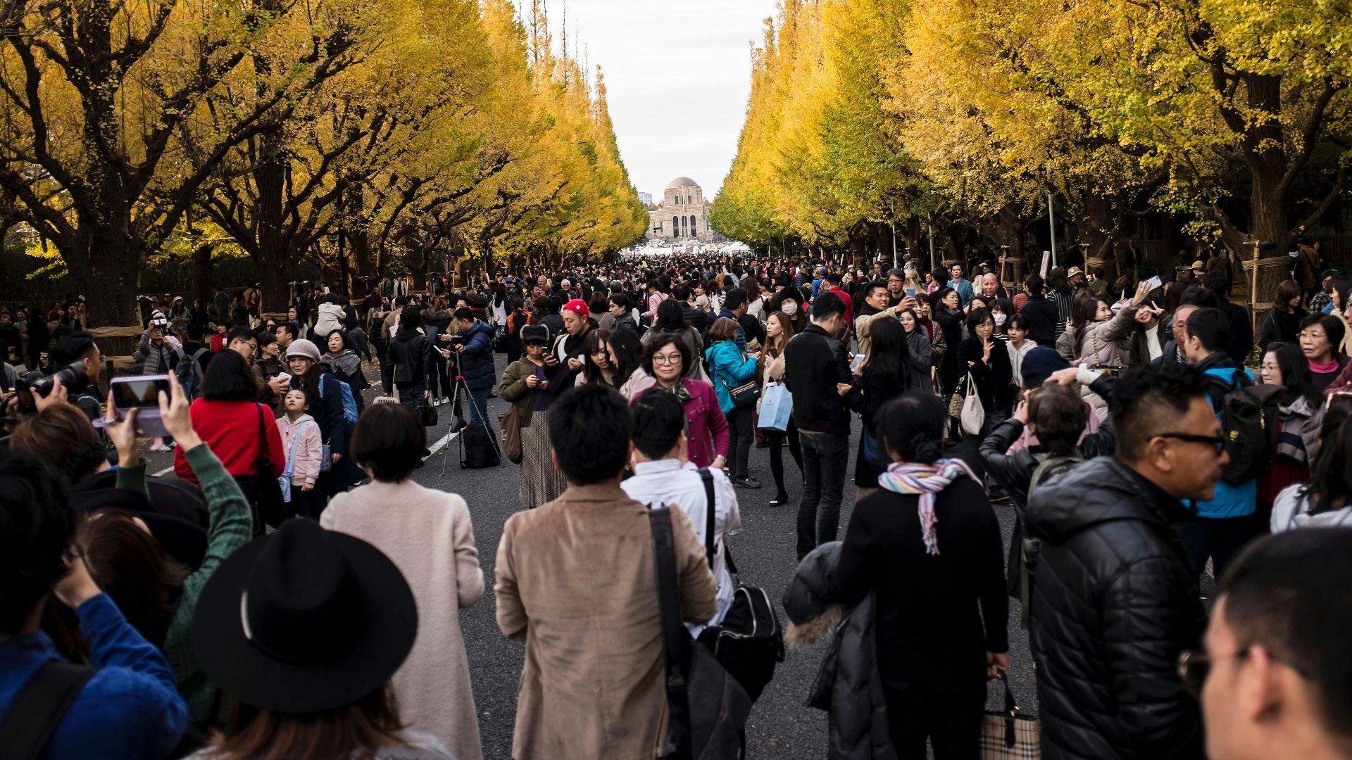 Crowds enjoy a vibrant autumn day under ginkgo trees at Meiji Jingu Gaien, Tokyo.