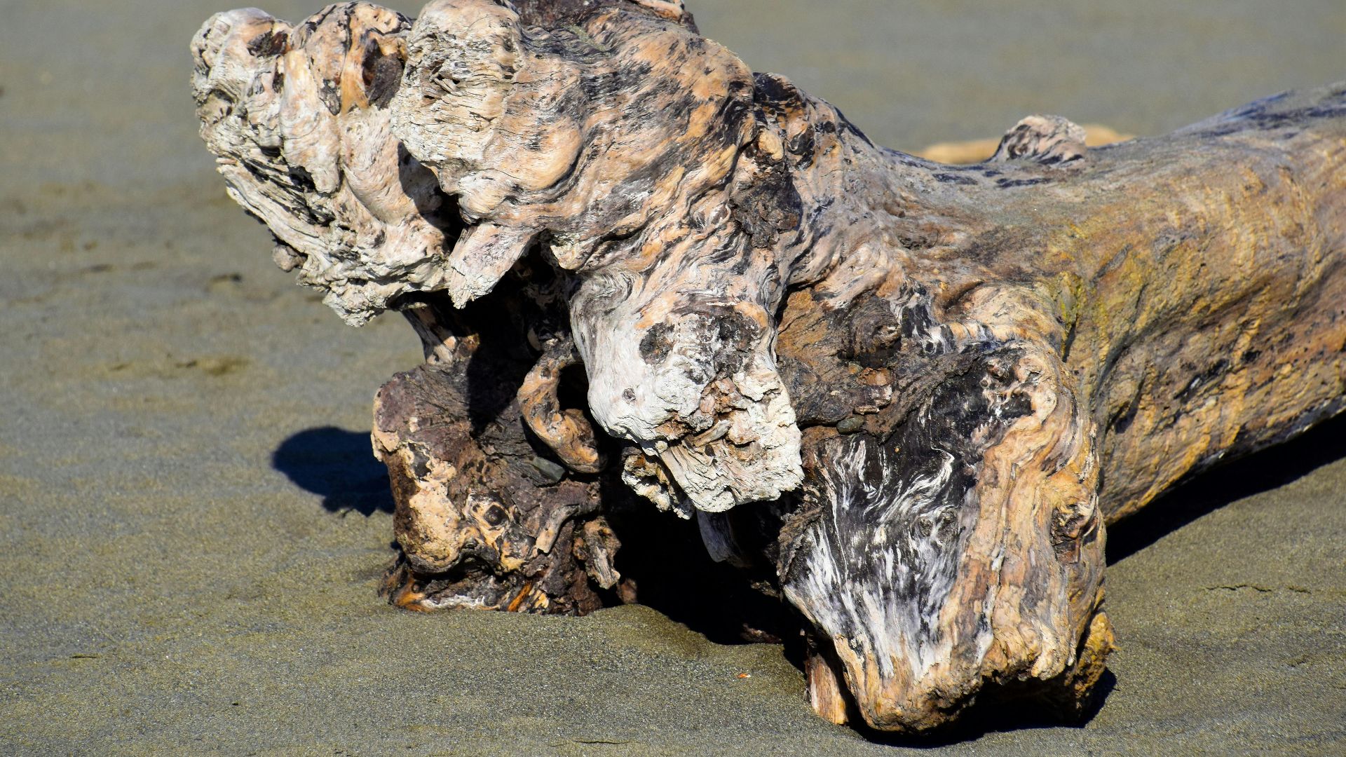 Close-up of a weathered driftwood log on a sandy shoreline illustrating natural textures.
