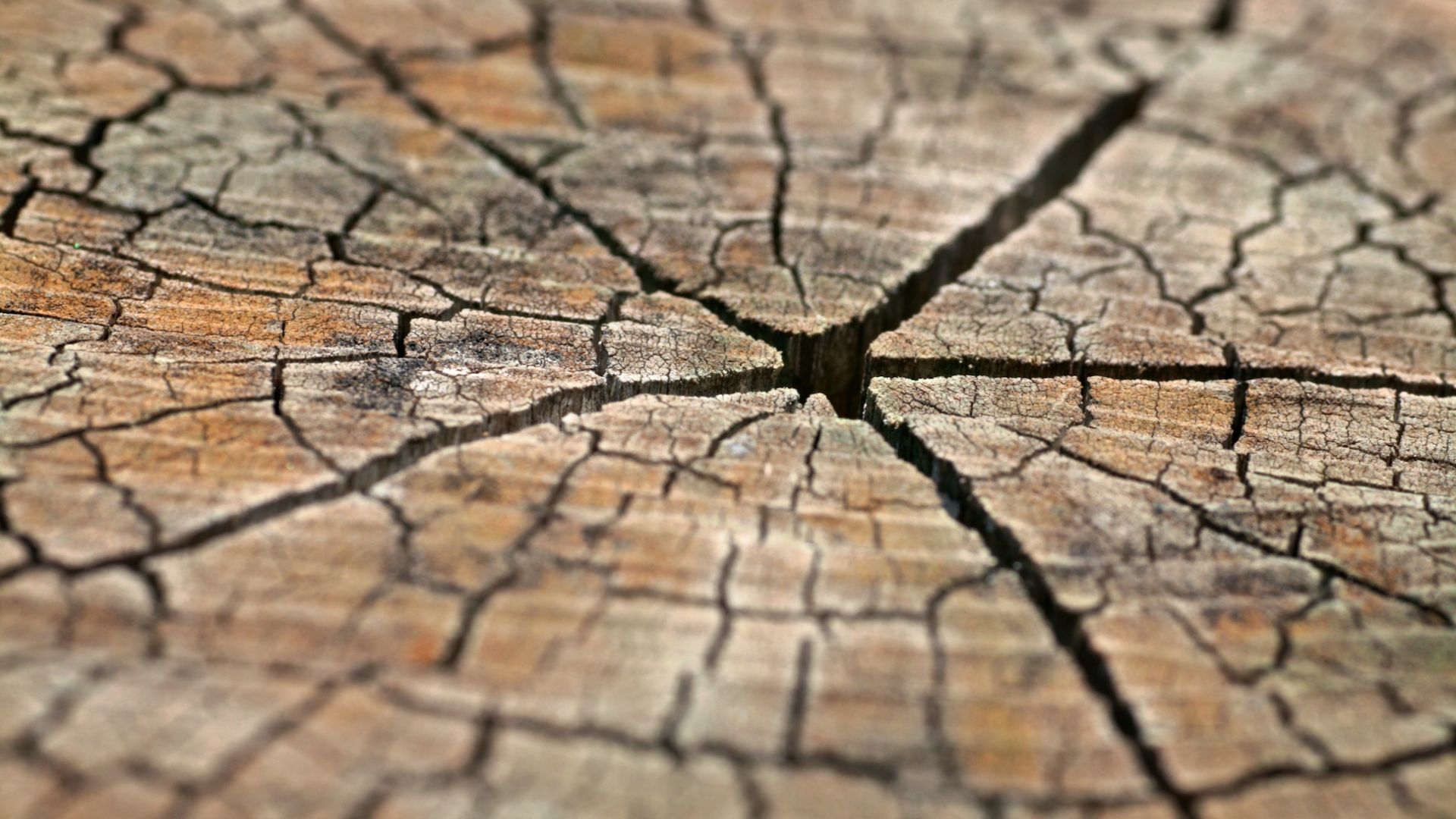 Wood Texture