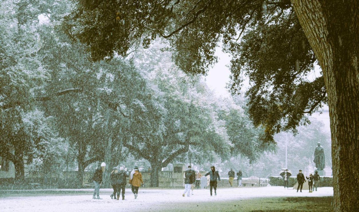 People Walking on Park