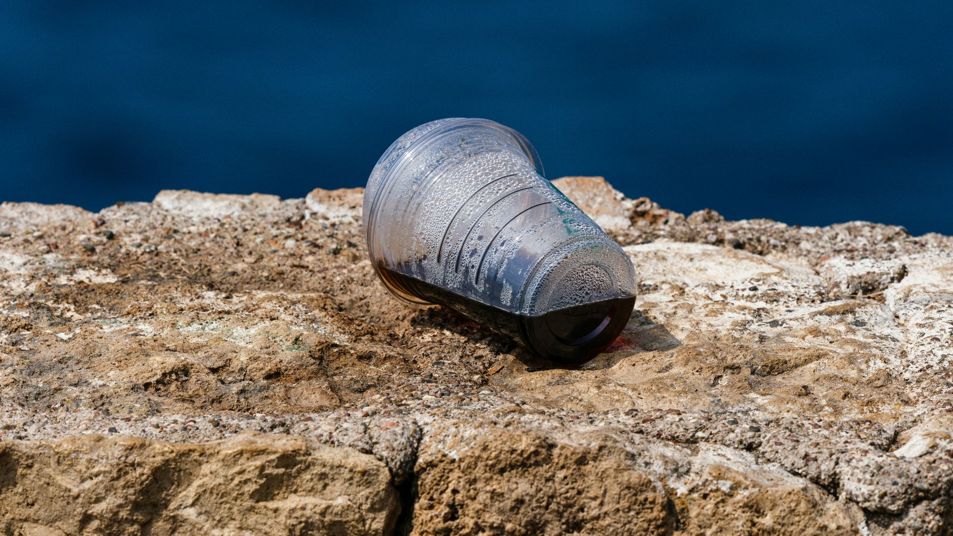 A blue bottle jellyfish on rocks near the ocean.