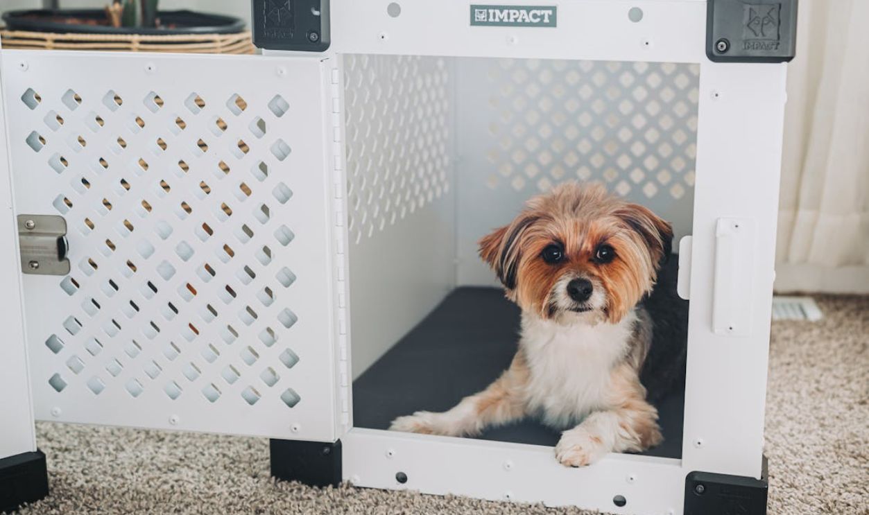 Young Couple with Dogs Relaxing at Home