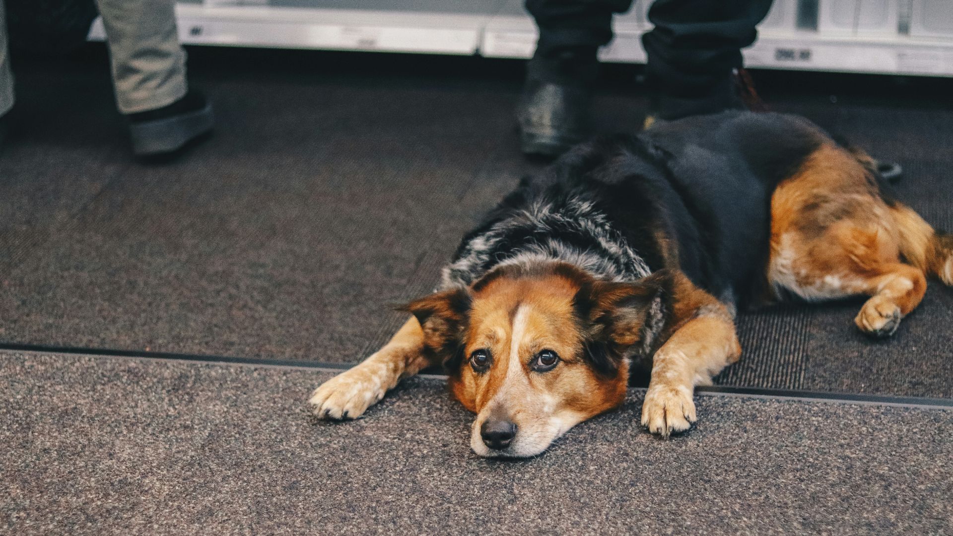 medium-coated black and brown dog lying on top of black mat