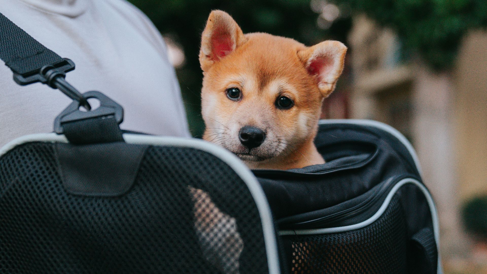 a small dog in a bag