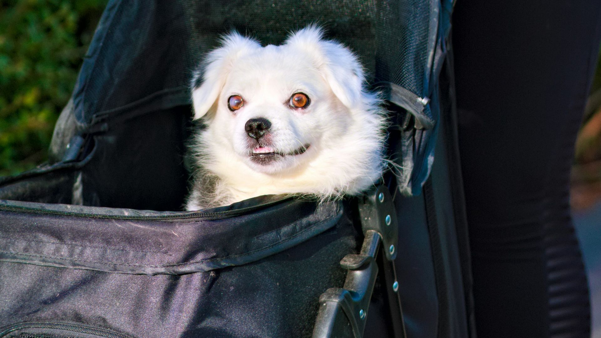 A small white dog sitting in a black bag
