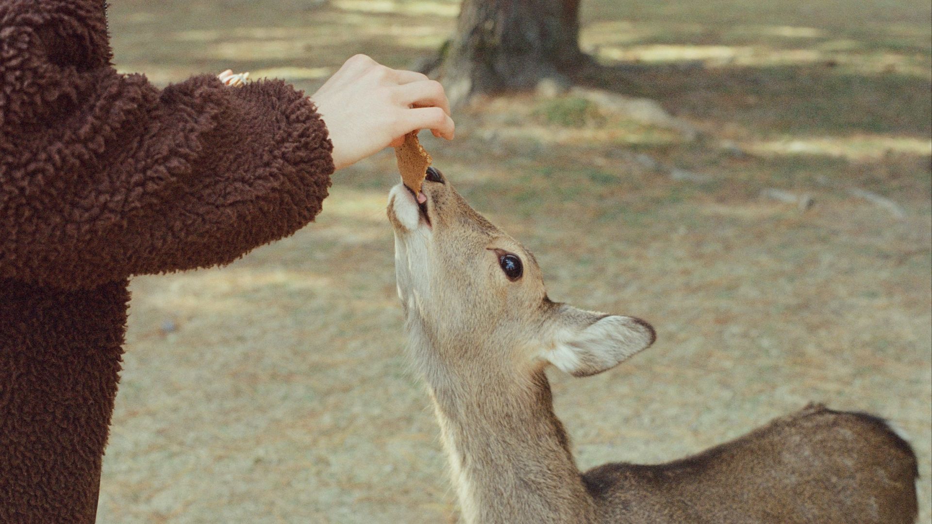 Person feeding a deer a carrot in a park.