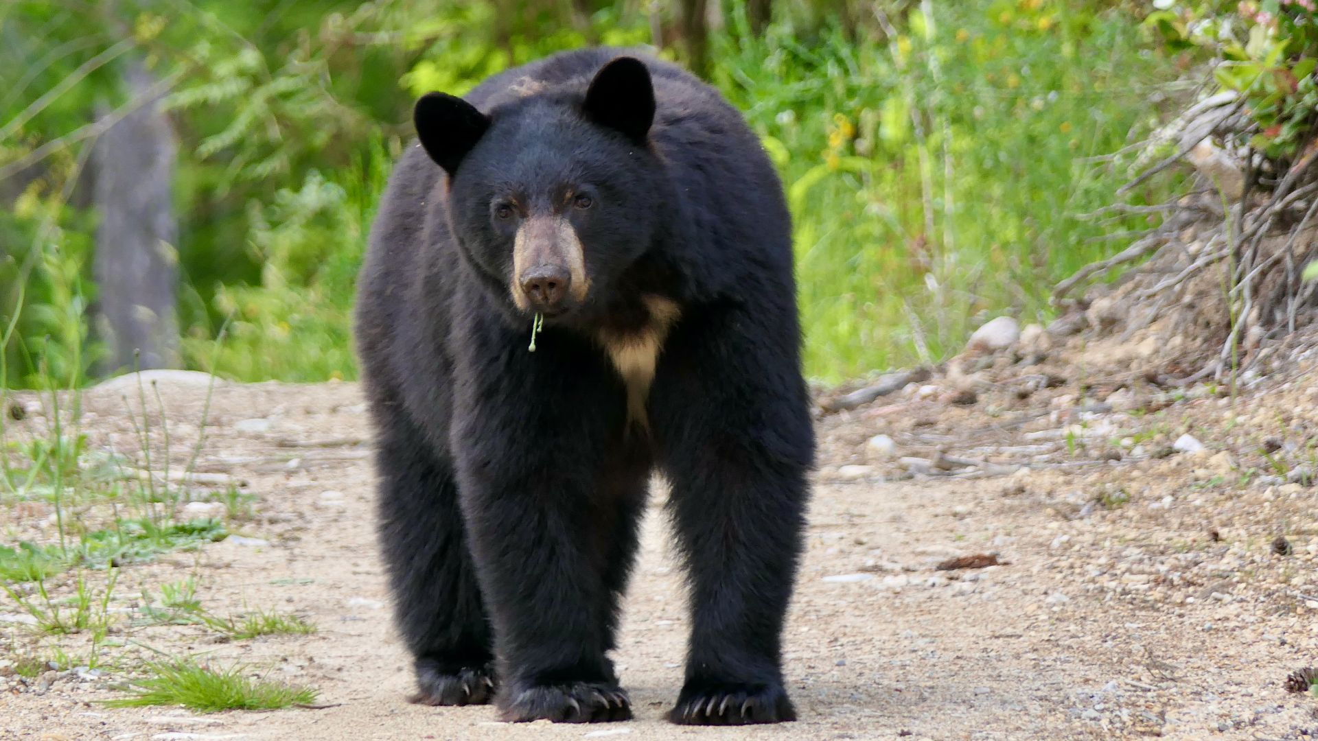 a majestic animal worthy of reverence and protection.