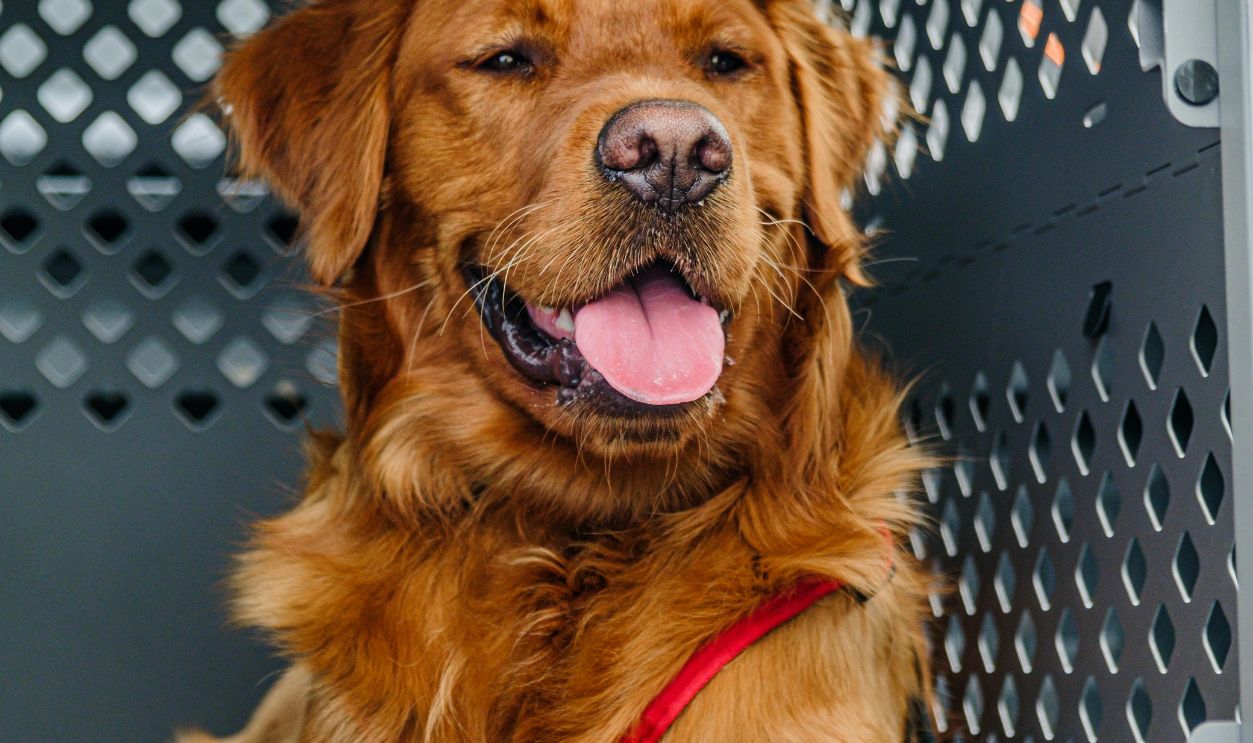 Golden Retriever in a Secure Dog Crate