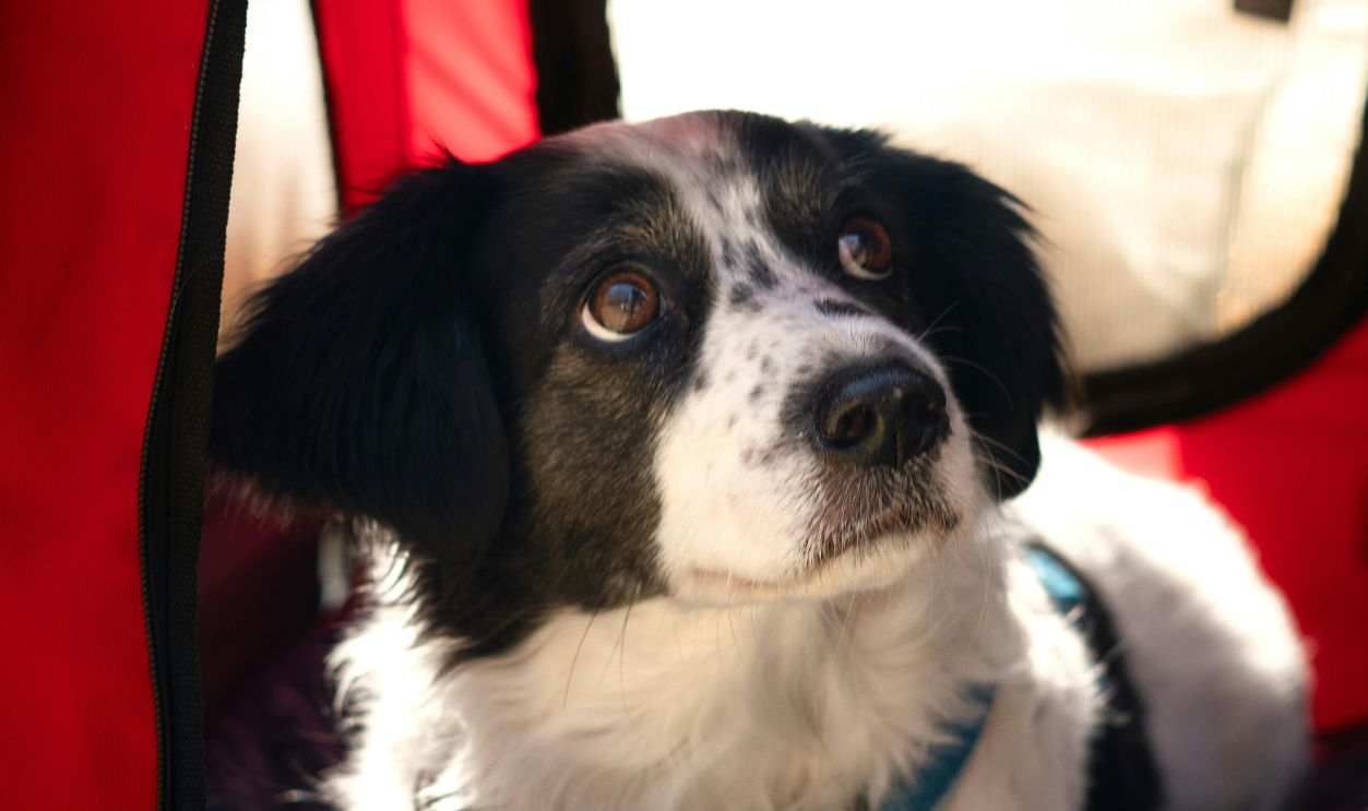 Adorable Dog Looking Up from Carrier