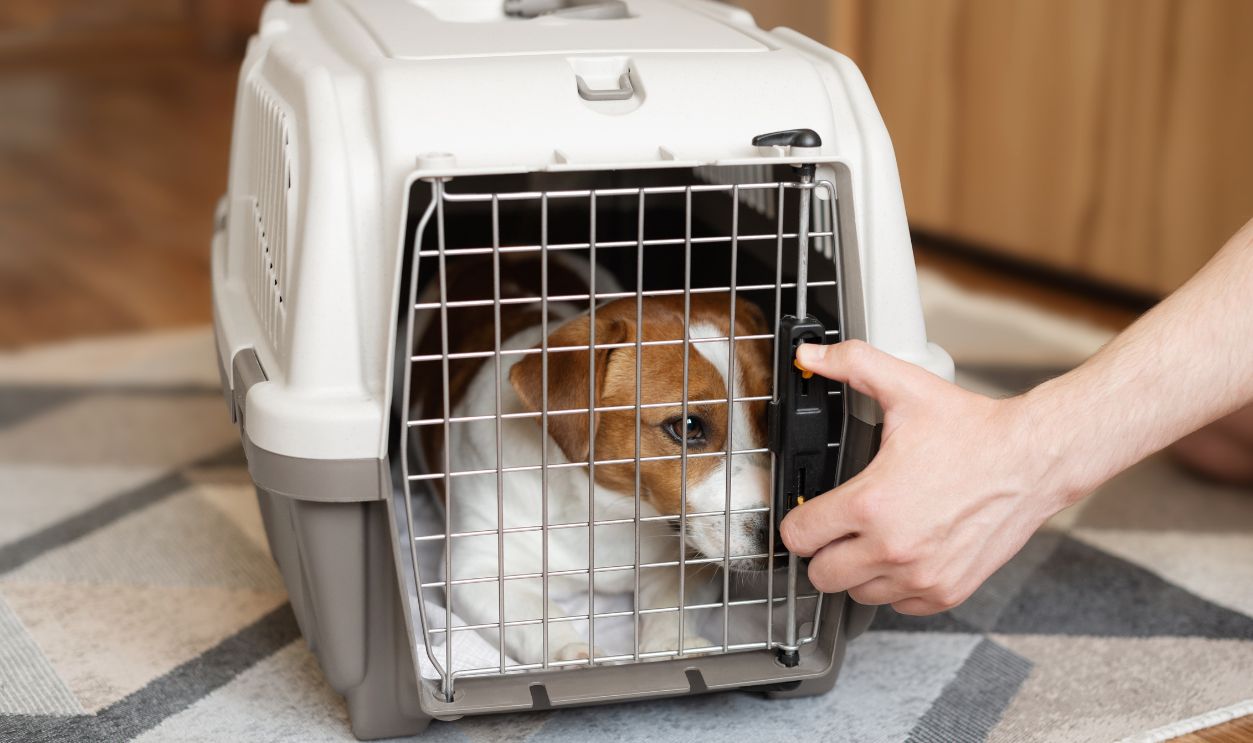 A man's hand opens a closed pet carrier with a jack russell terrier dog in neutral interior. Relocation and pet transportation concept