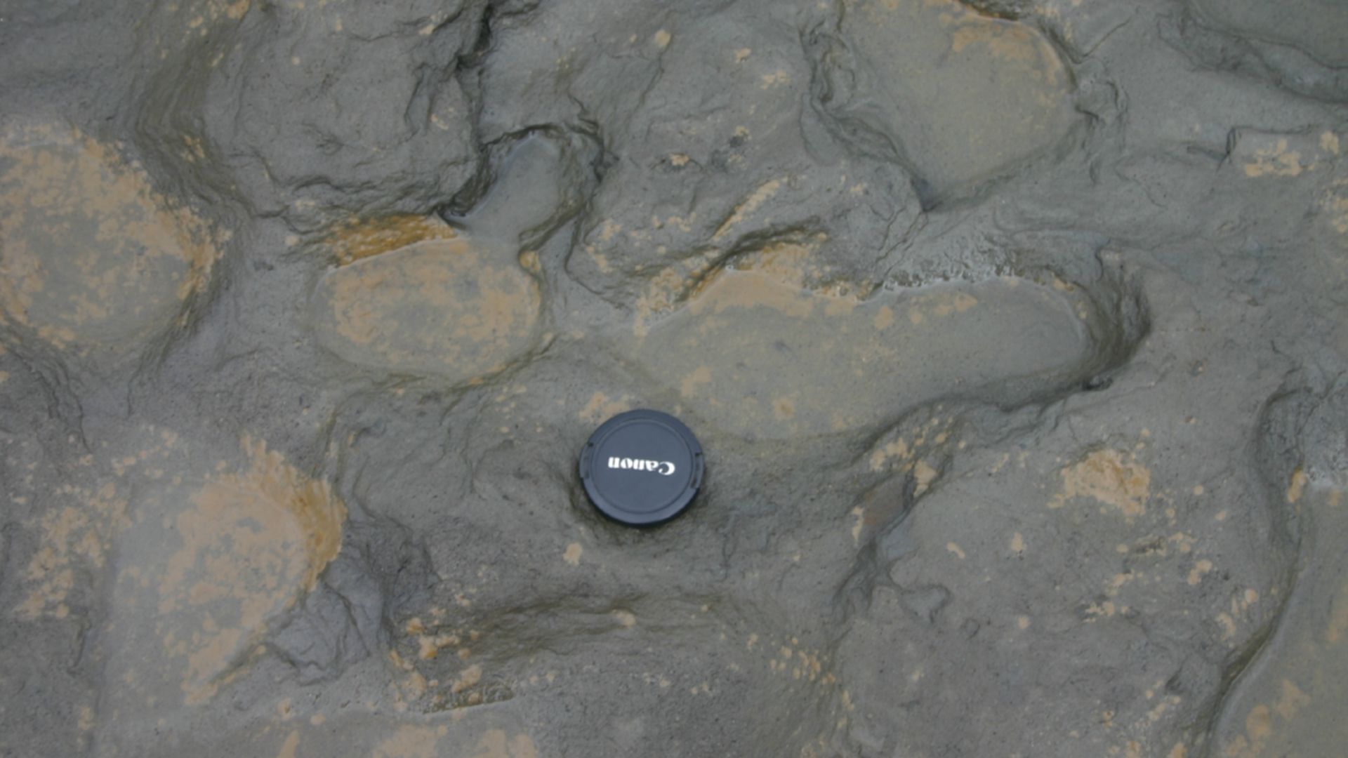 Figure 5. Photographs of Area A at Happisburgh. a. Footprint surface looking north-east. b. Detail of footprint surface. Photos: Martin Bates. doi:10.1371/journal.pone.0088329.g005