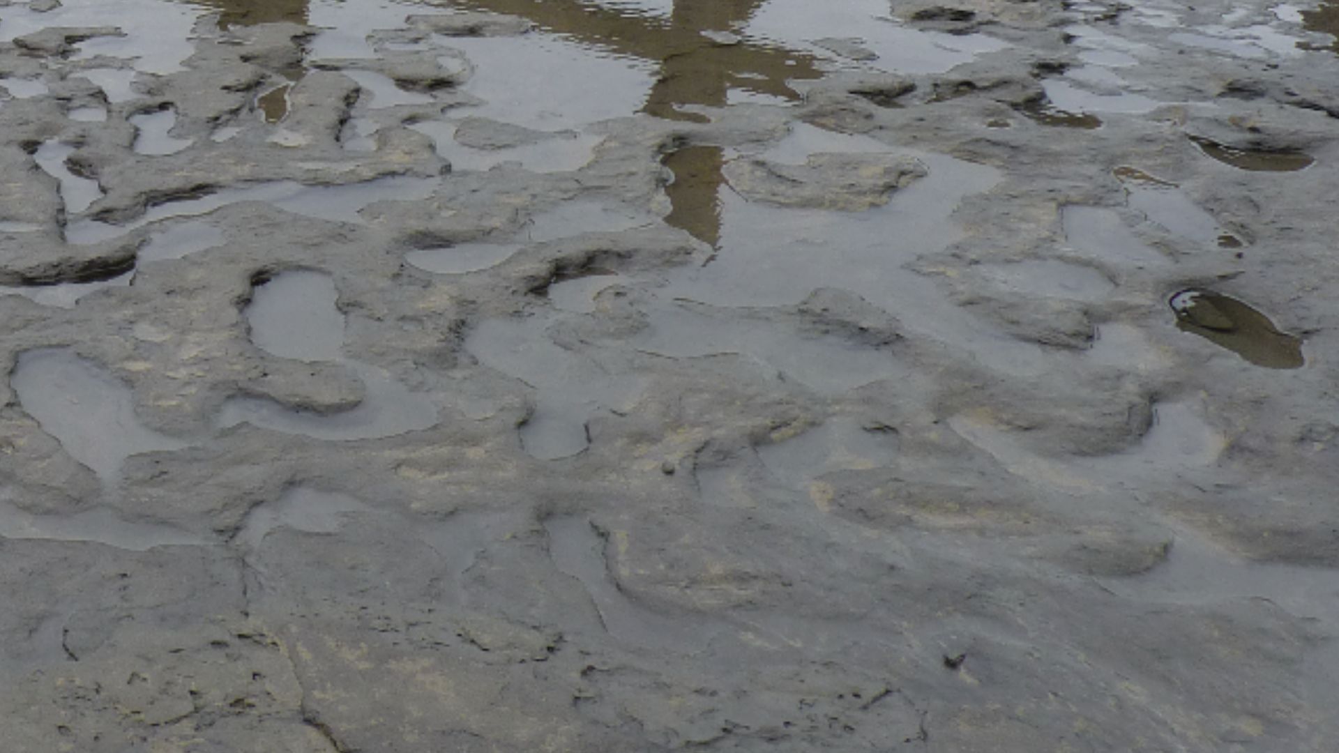 Figure 4. Photographs of Area A at Happisburgh. View of footprint surface looking north. Photos: Simon Parfitt. doi:10.1371/journal.pone.0088329.g004