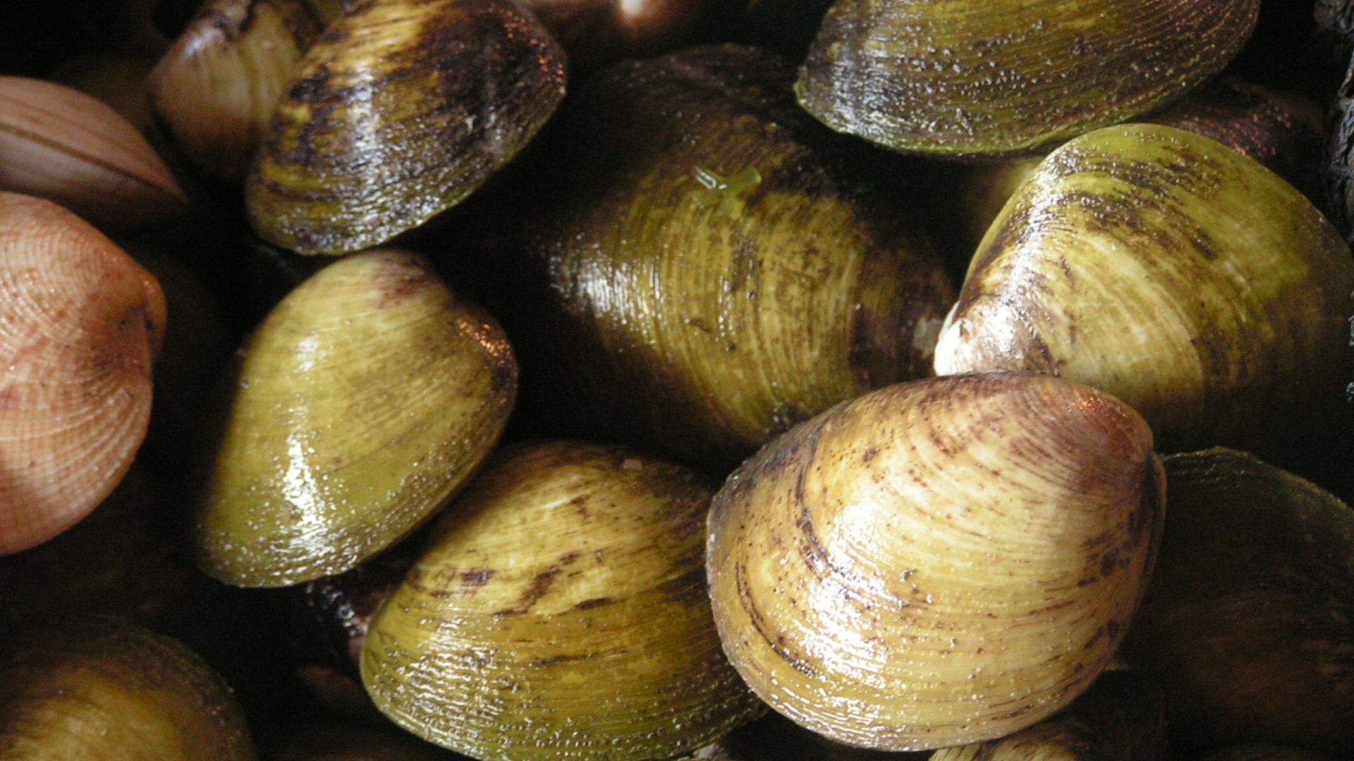 shellfish in Bohol, Philippines