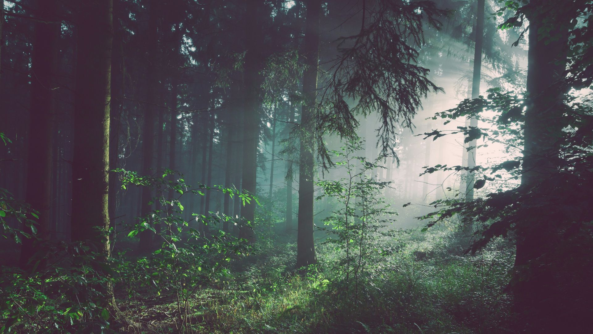 trees on forest with sun rays