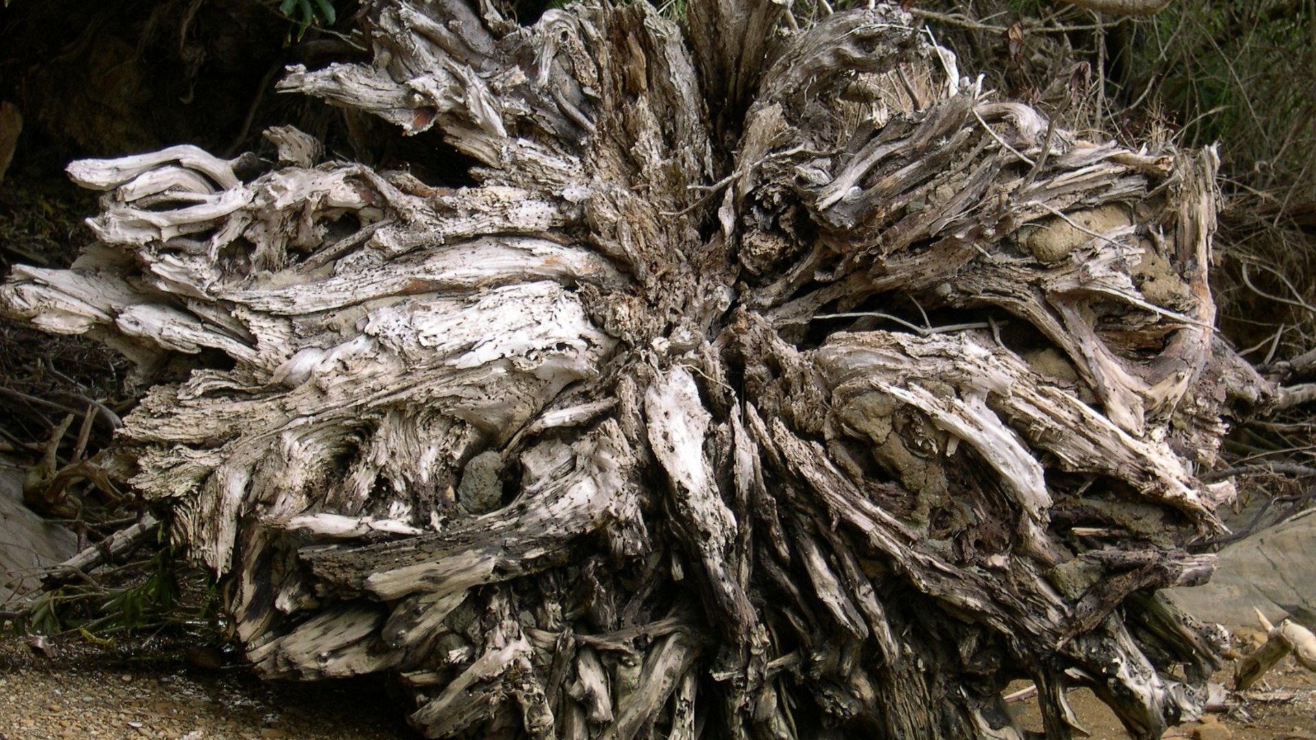 Image title: Tree roots
Image from Public domain images website, http://www.public-domain-image.com/full-image/flora-plants-public-domain-images-pictures/trees-public-domain-images-pictures/tree-roots.jpg.html