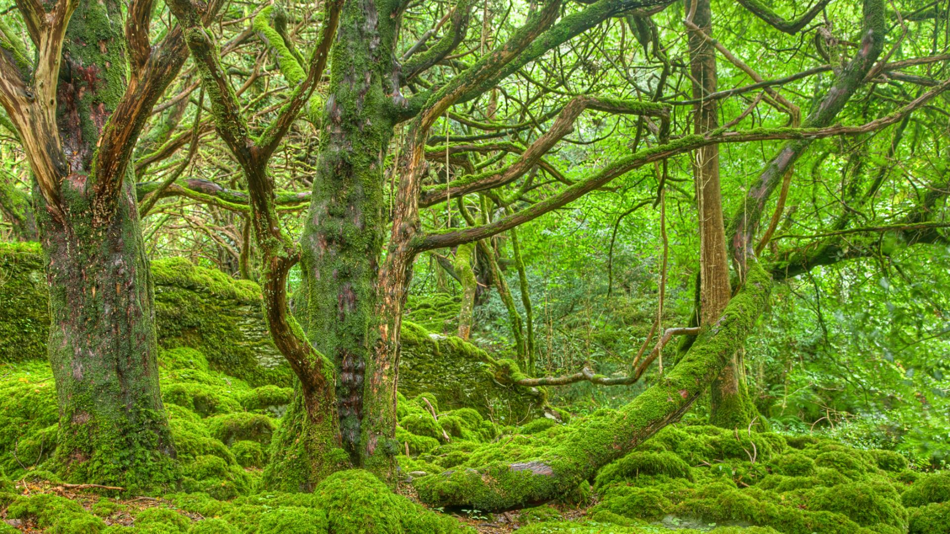 Lush forest scenery in Killarney Park, Ireland. HDR composite from multiple exposures.

This photo is released under a standard Creative Commons License - Attribution 3.0 Unported. It gives you a lot of freedom to use my work commercially as long as you credit and link back to the same free image from my website, www.freestock.ca
