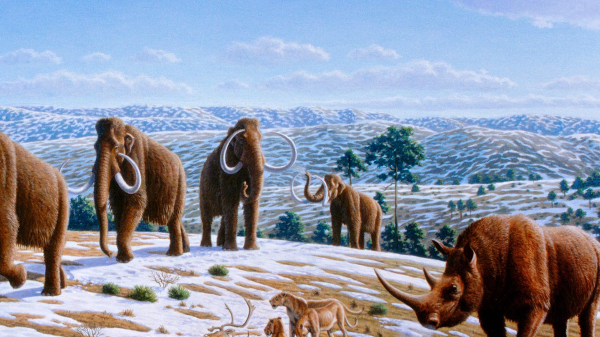 Woolly mammoths were driven to extinction by climate change and human impacts. The image depicts a late Pleistocene landscape in northern Spain with woolly mammoths (Mammuthus primigenius), equids, a woolly rhinoceros (Coelodonta antiquitatis), and Europe