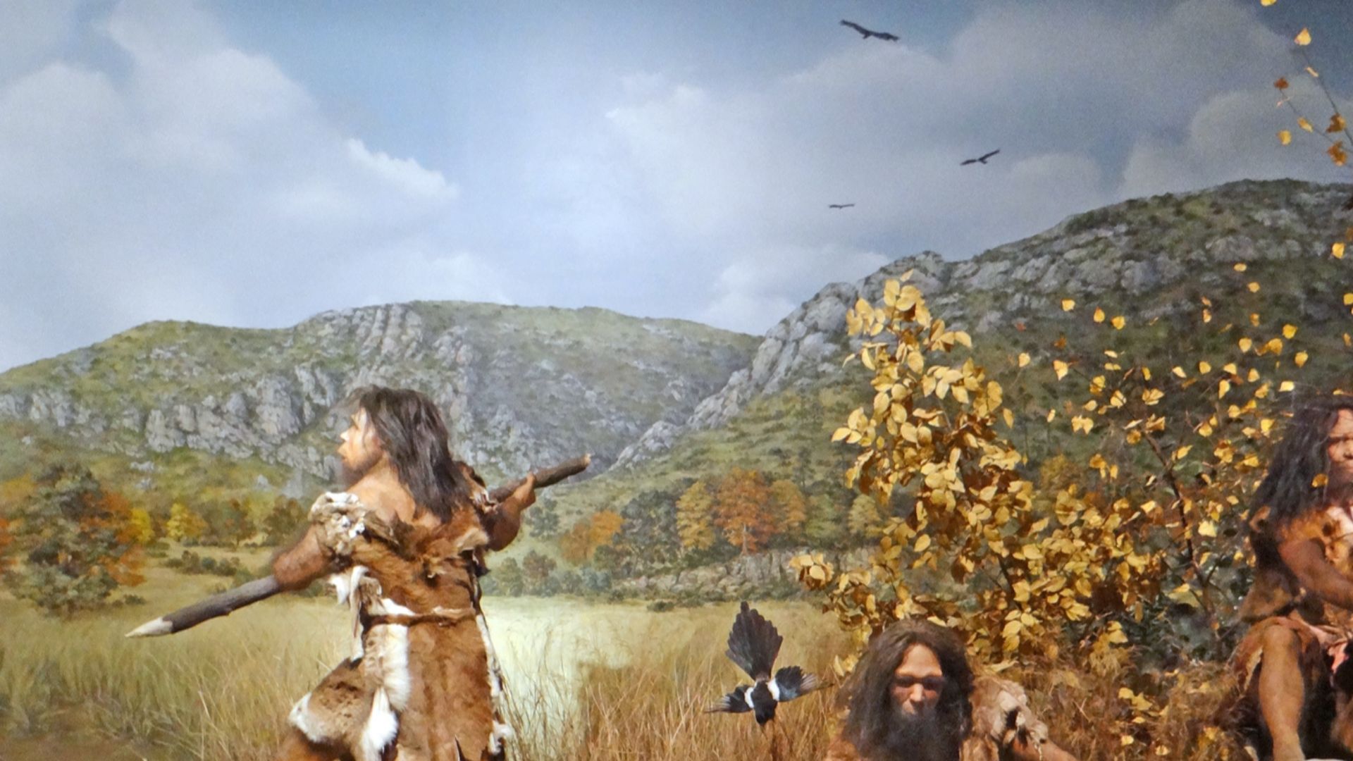 Reconstitution de l'homme de Tautavel dans son environnement en train de chasser il y a 450.000 ans
Diorama du musée de préhistoire de Tautavel


En 1971, la découverte dans la Caune de l'Arago de l'Homme de Tautavel (daté à -450 000 ans) par les équipes 