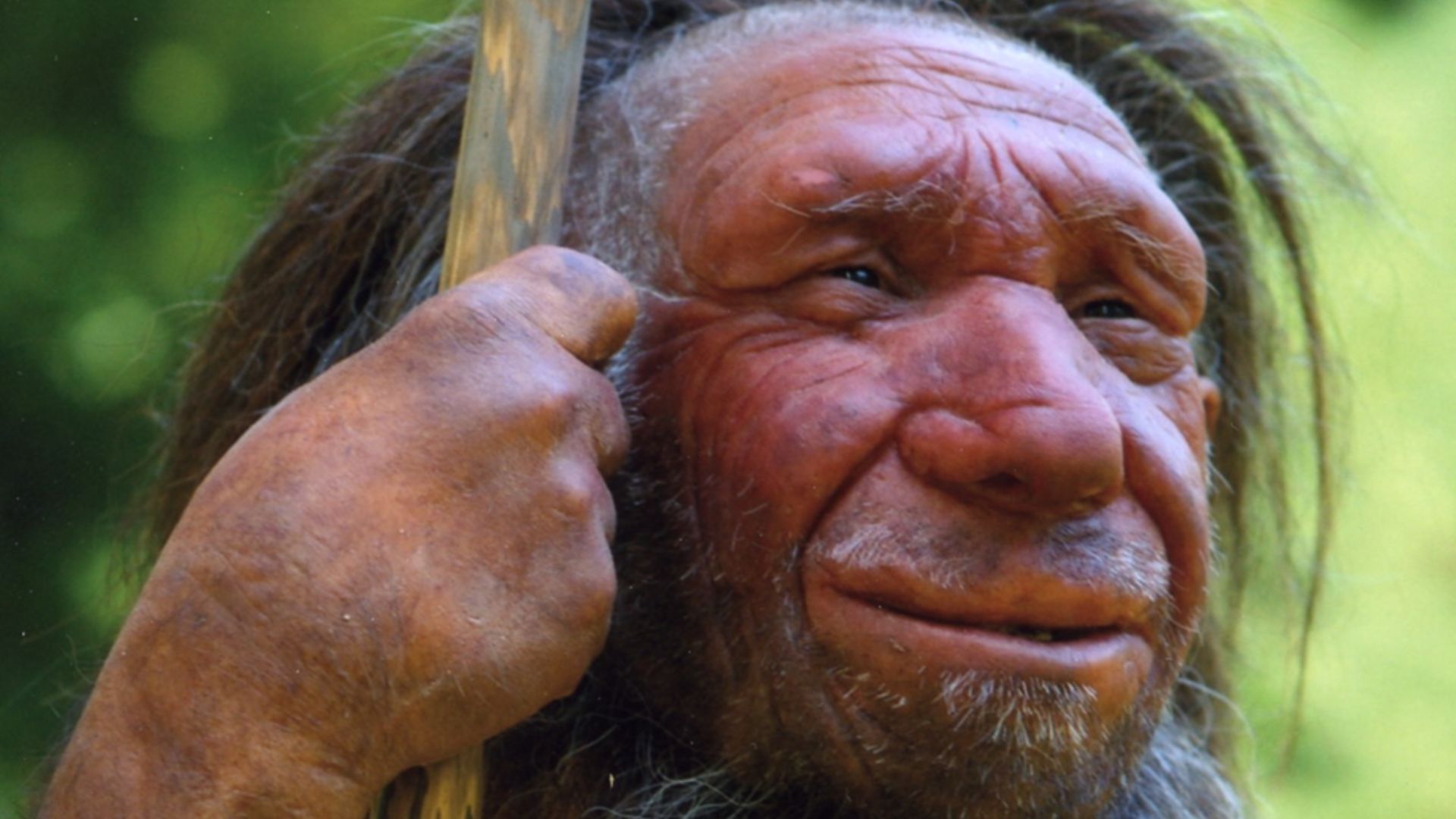Lebend-Rekonstruktion im Neanderthal-Museum (Erkrath, Mettmann) eines Homo sapiens neanderthalensis „Mr. N“ (Ausschnitt des Originalfotos)