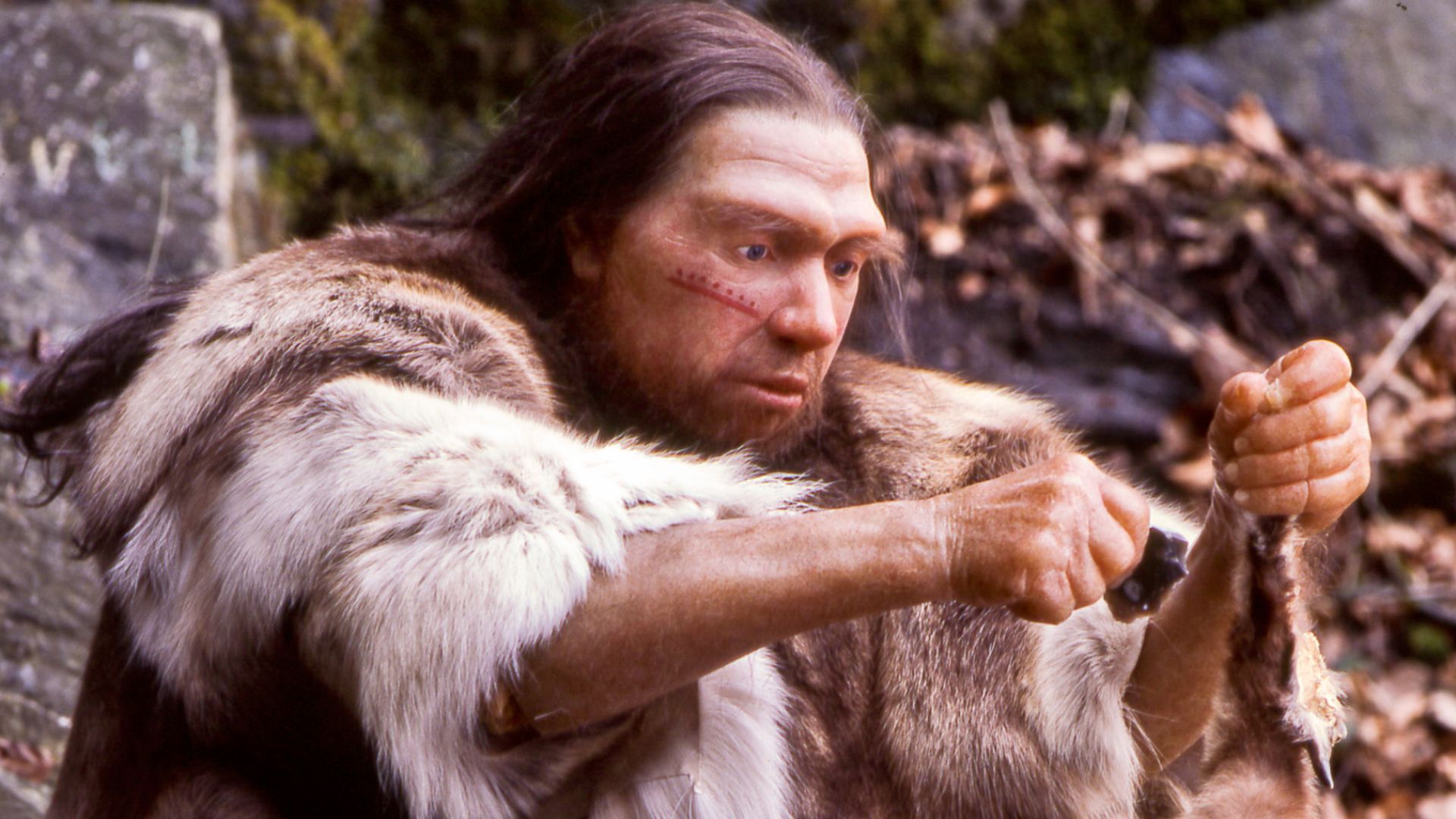 Lebend-Rekonstruktion im Neanderthal-Museum (Erkrath, Mettmann) eines Homo sapiens neanderthalensis-Jägers