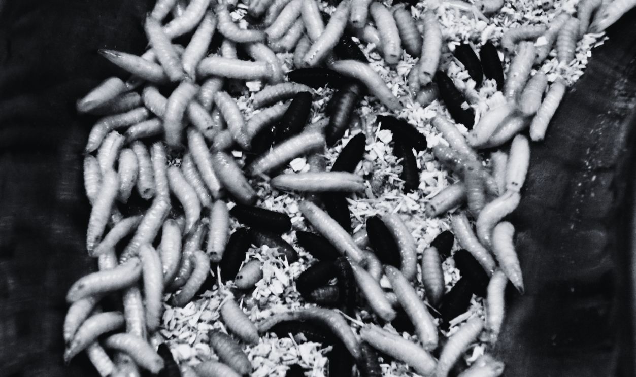 Maggots