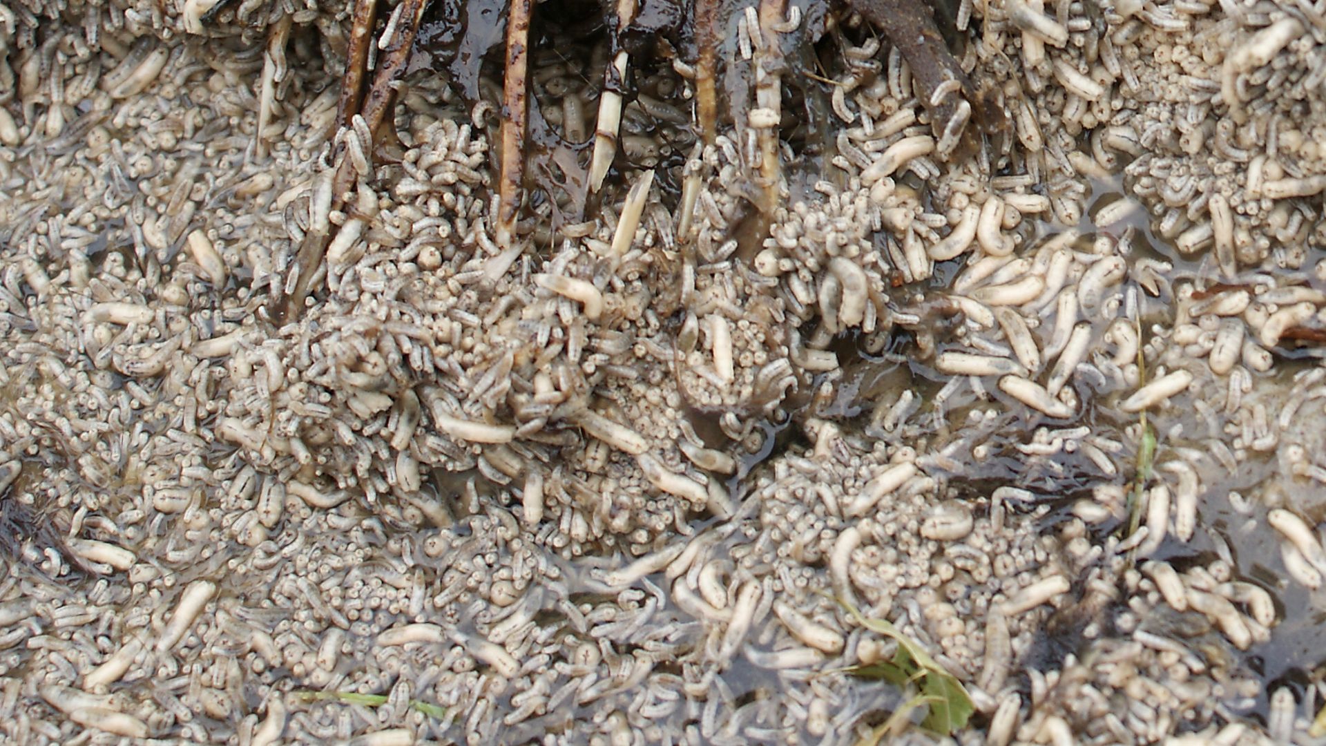 Decomposing Virginia Opossum (Didelphis virginiana), showing maggots.