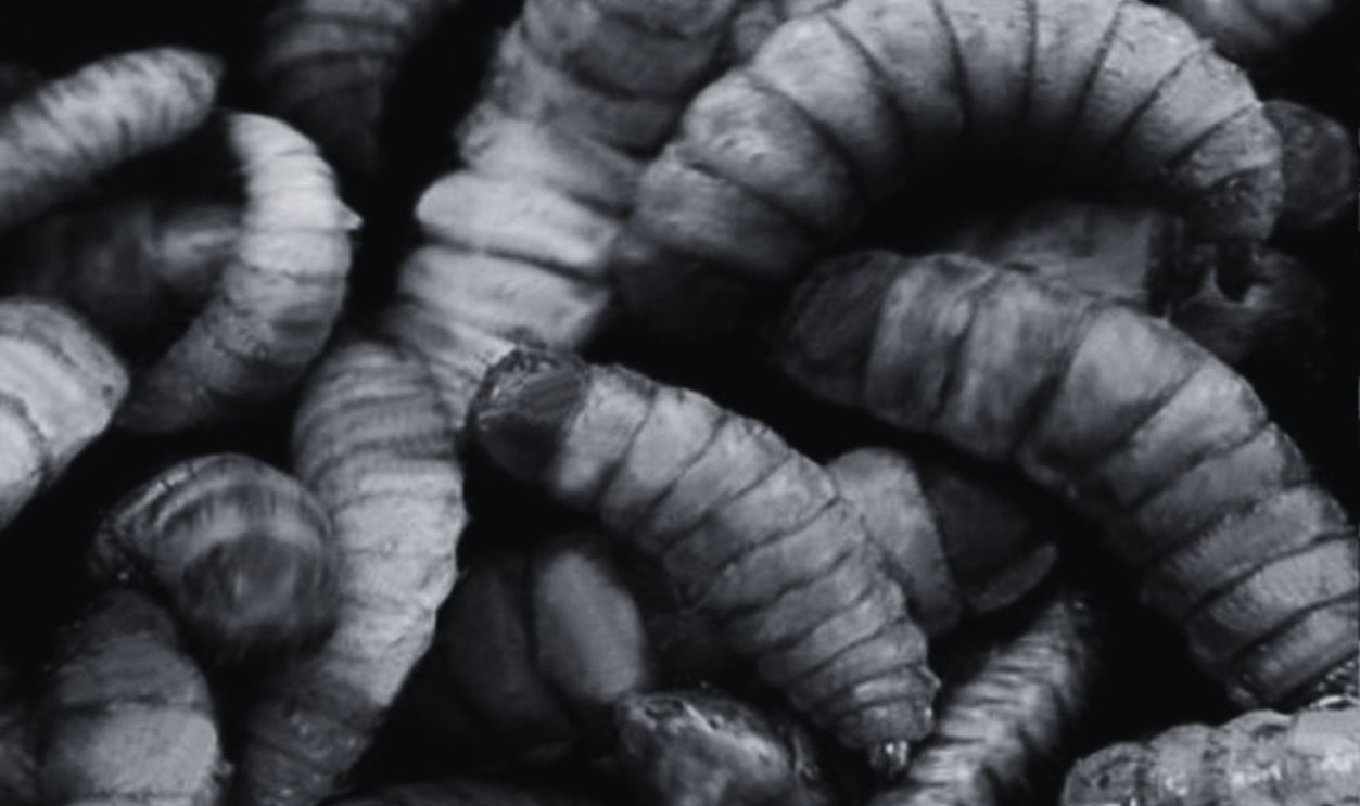 Maggots