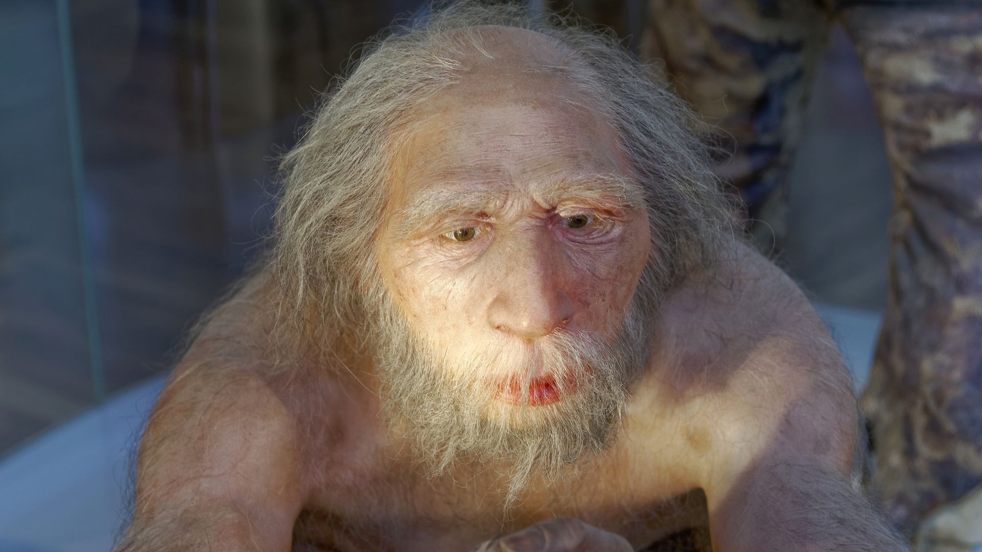 Model of Homo neanderthalensis elder man in The Natural History Museum, Vienna