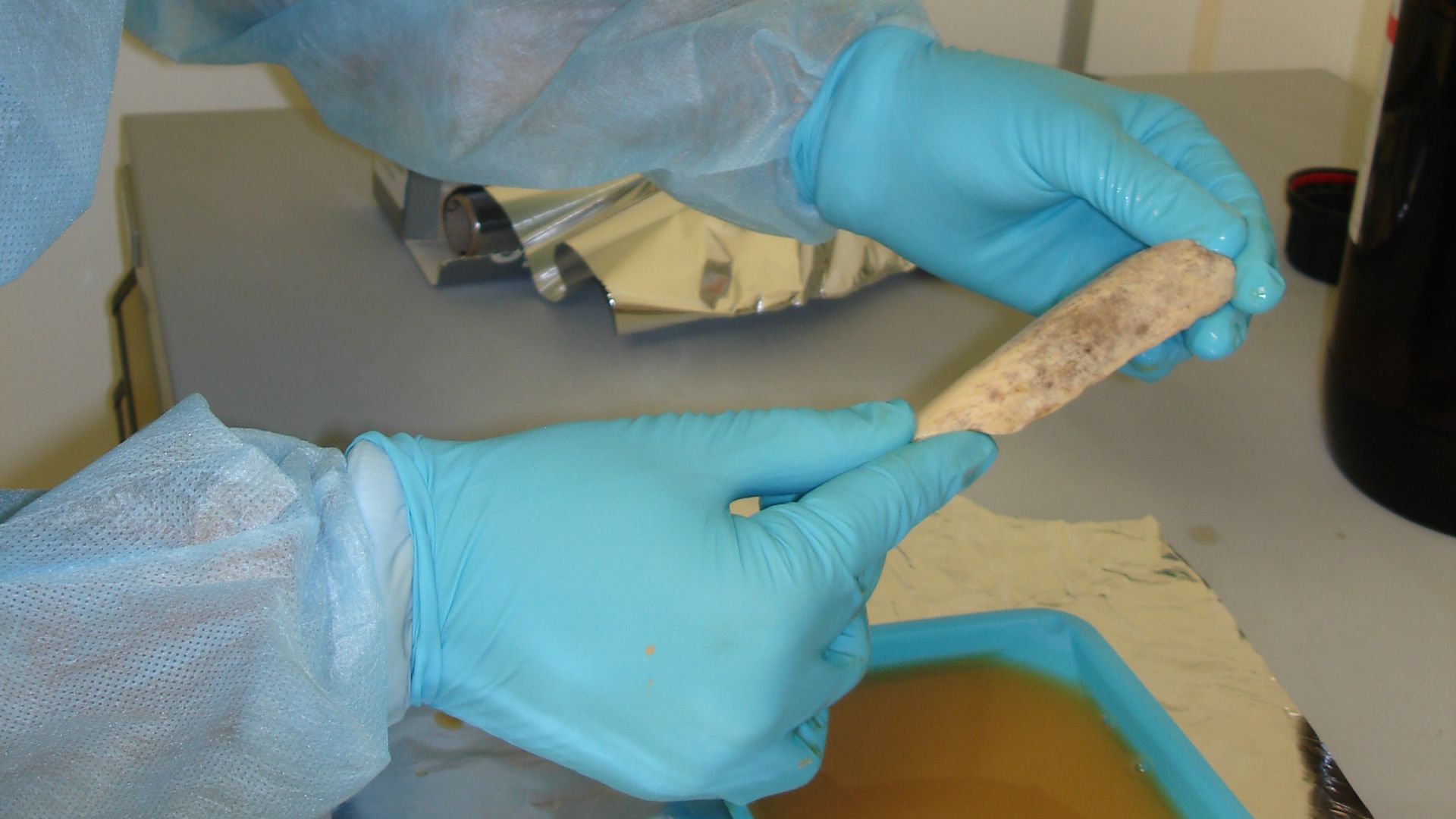 Working in a clean room, researchers at the Max Planck Institute for Evolutionary Anthropology in Leipzig, Germany, took extensive precautions to avoid contaminating Neanderthal DNA samples - extracted from bones like this one - with DNA from any other so