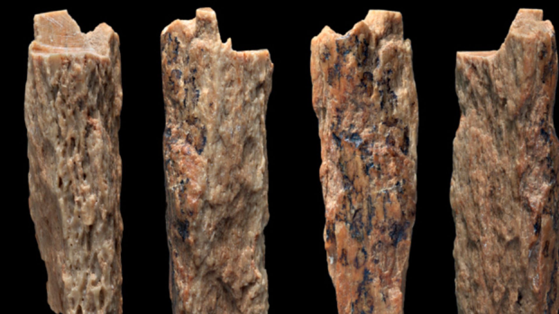 Photograph of the 2 cm bone (Denisova 11) found in the Denisova caves, published in Scientific Reports in 2016